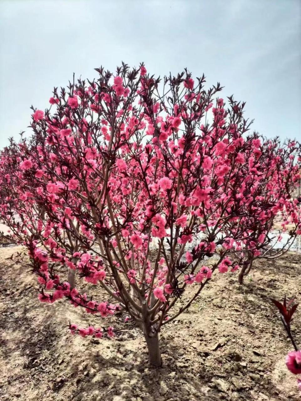 紫叶桃因其美丽的紫色叶子和早春开放的鲜艳粉色花朵而备受欢迎.