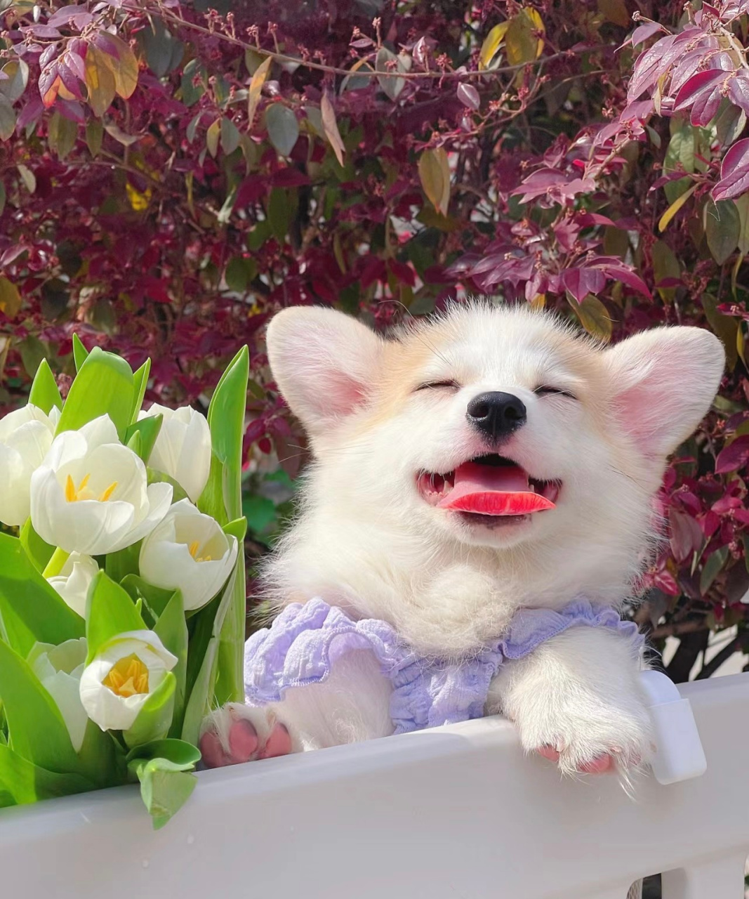 微笑小狗～狗勾的心情都写在脸上呐