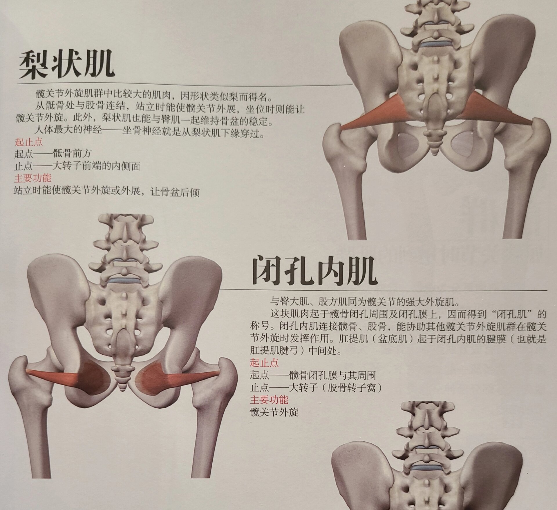 骨盆闭孔斜位图片