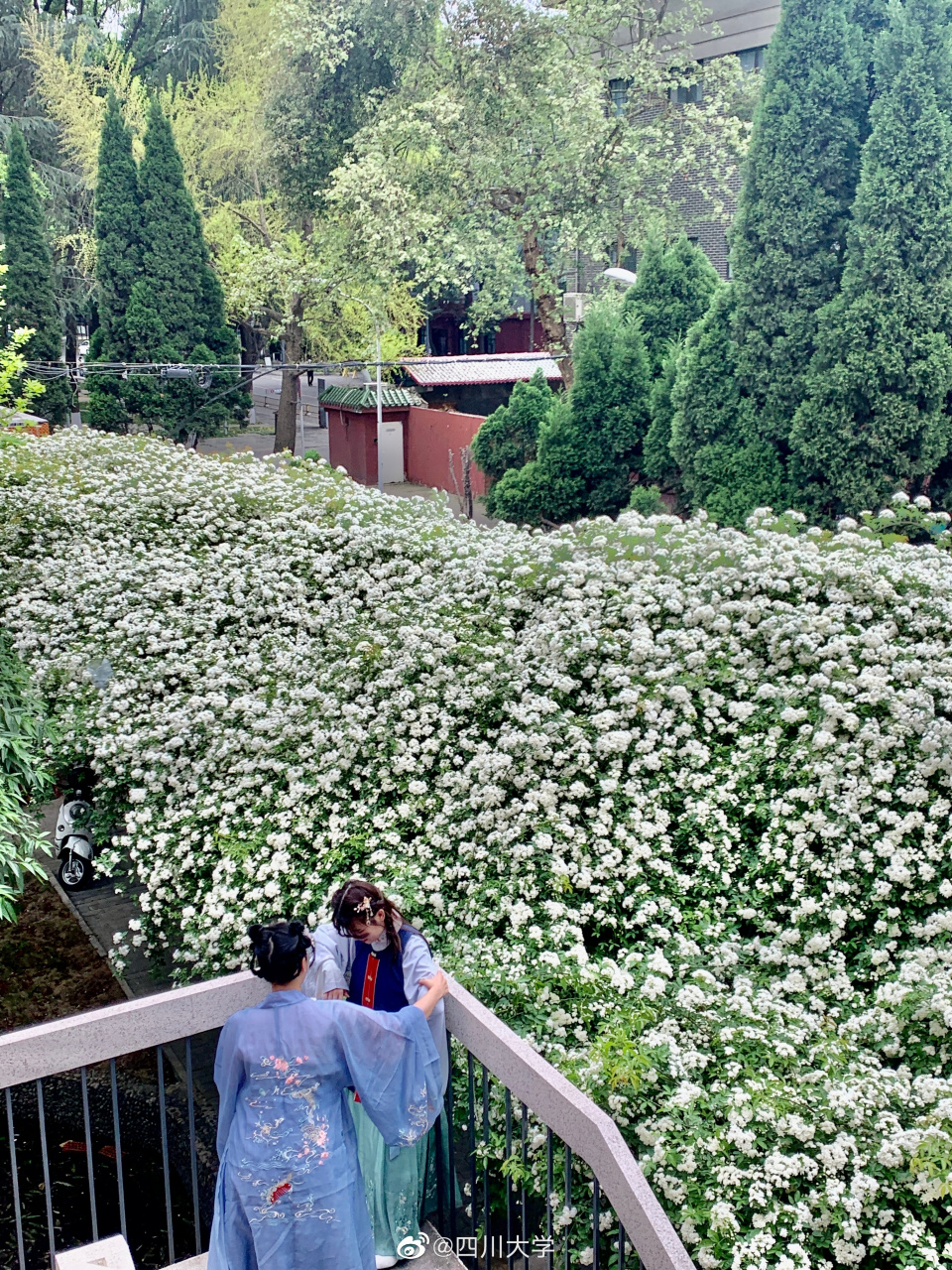 随手拍# 望江西五教,木香花正好.  (图:王雁冰)