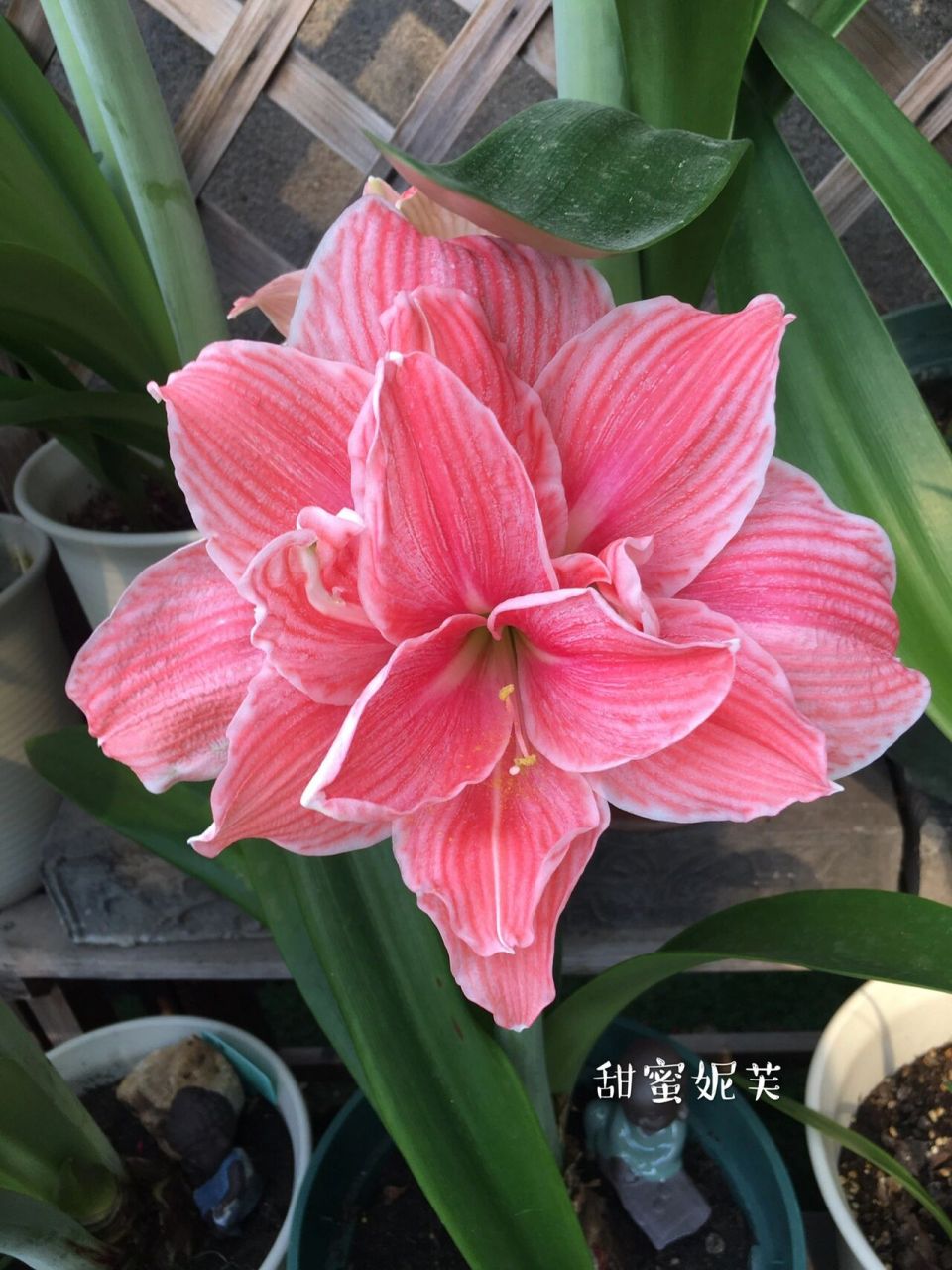 荷兰朱顶红甜蜜妮芙 这个粉色真的是很好看,网纹又清晰.