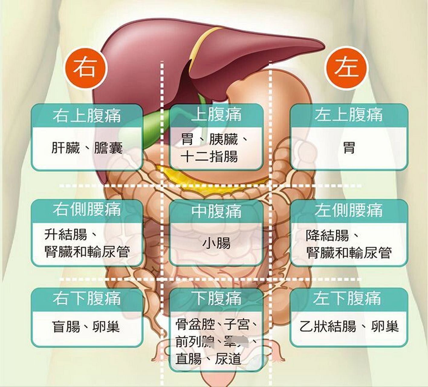 人体胃疼在哪个位置图图片