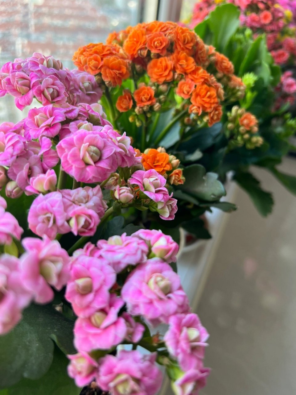 长寿花必入的巴黎系列重瓣大花品种——粉巴黎 长寿花 | 巴黎系列