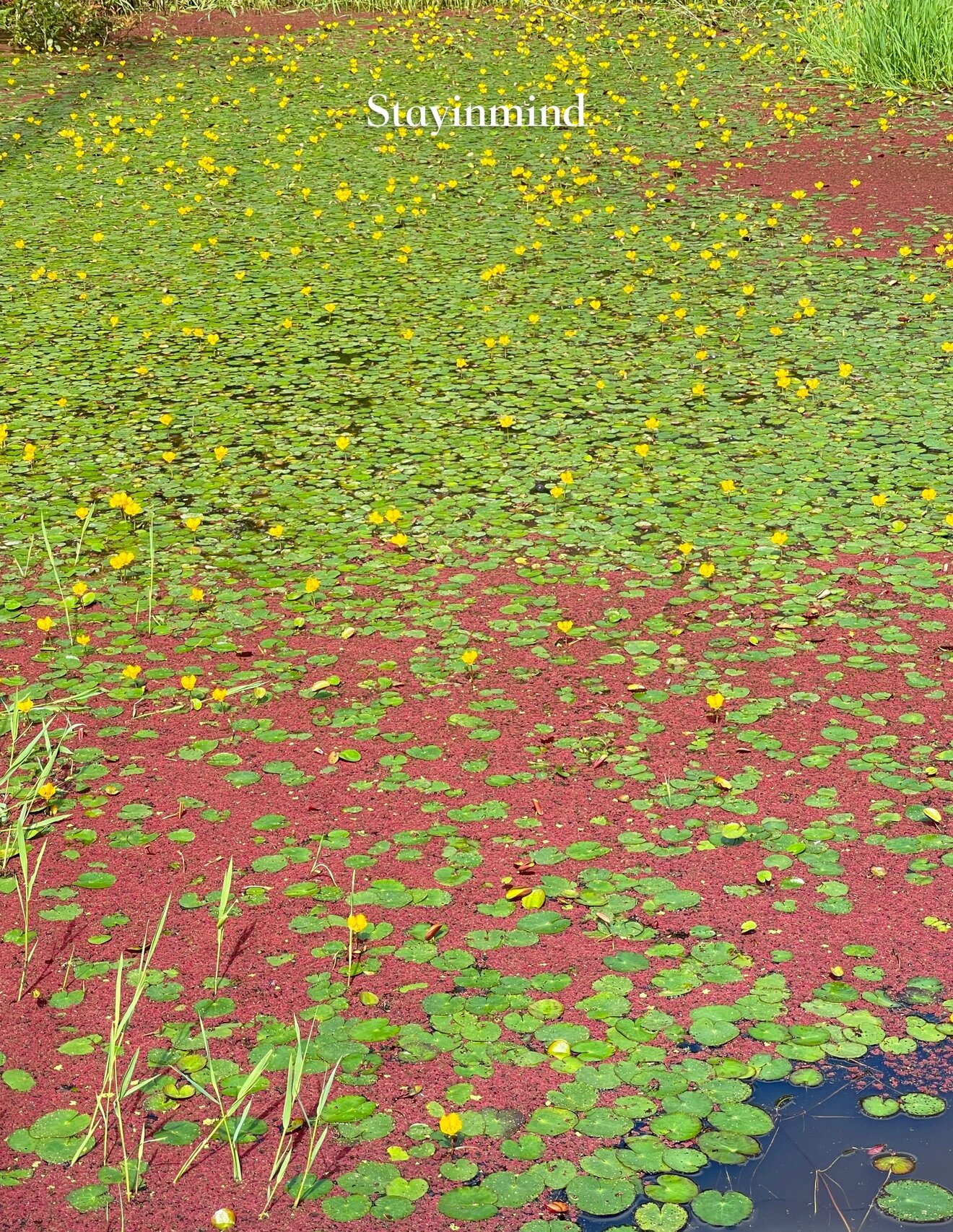 浮萍开花图片