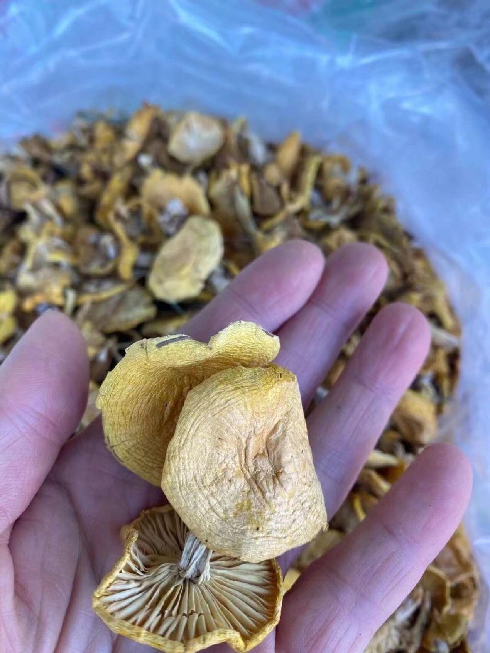 大东北深山野生小黄蘑～～天下第一鲜人工采摘,自然晾晒,挑拣的非常