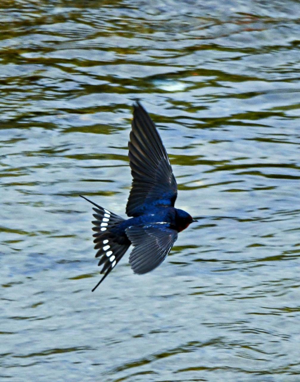 微雨燕双飞 野生鸟类摄影