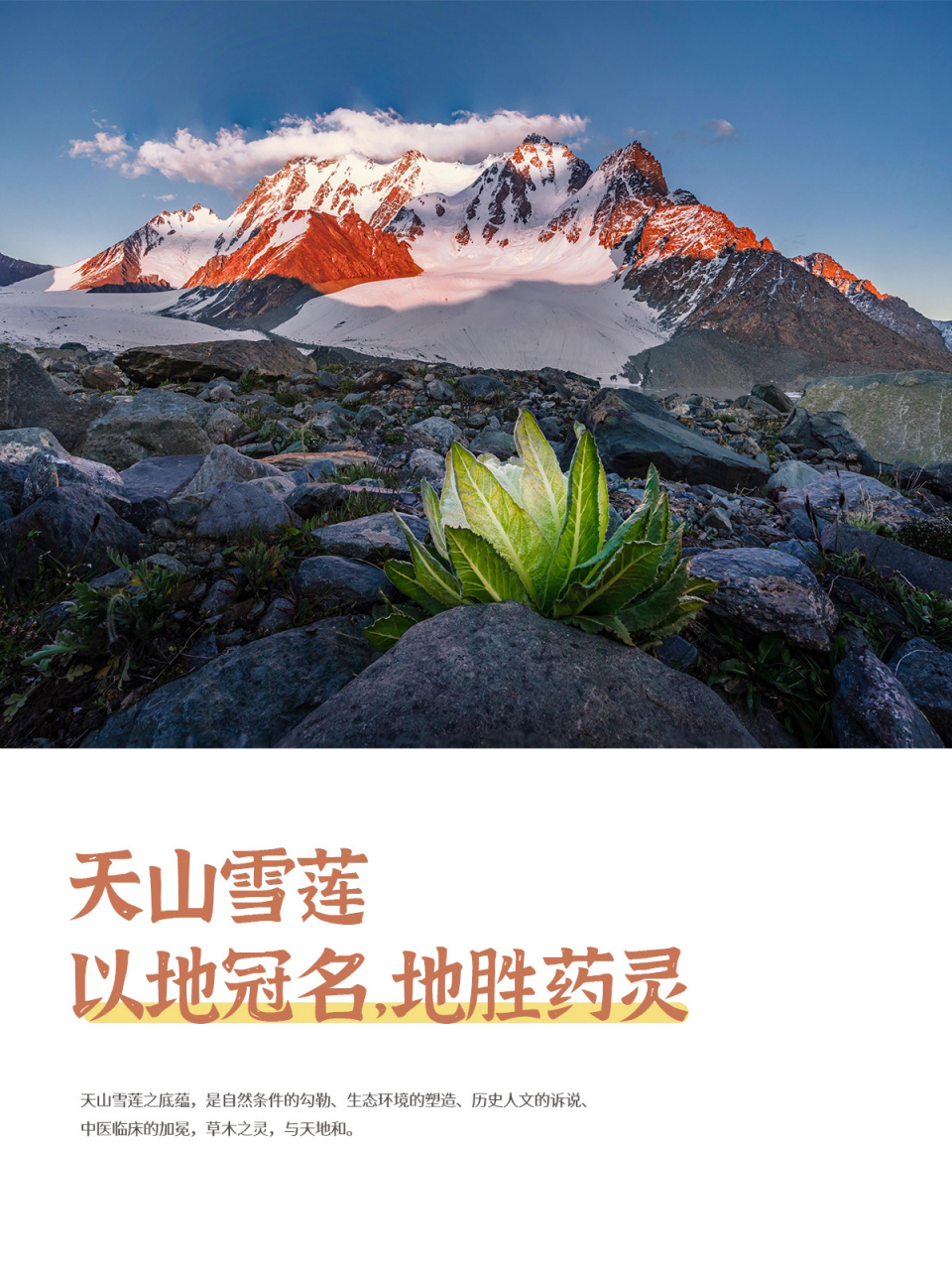 天山雪莲 | 以地冠名,地胜药灵 7615在特定自然条件,生态环境的