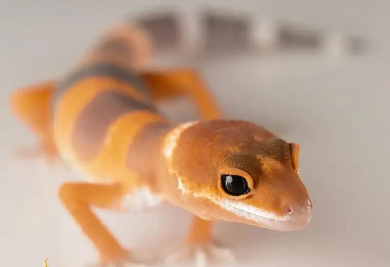 豹纹守宫多少钱一只