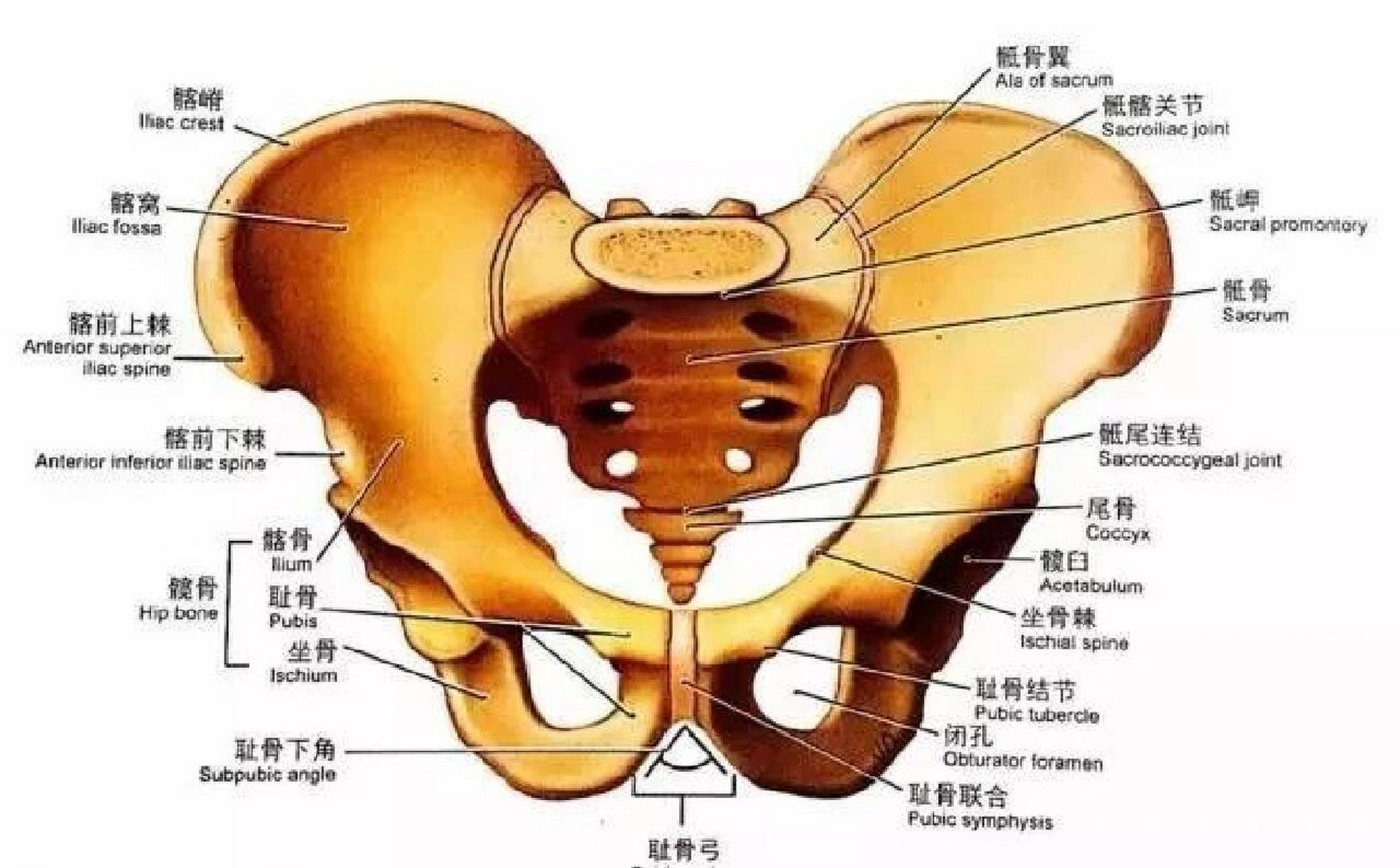 骨盆解剖图 骨盆有四块骨头组成,分别是两侧的髋骨,一侧骶骨和一侧