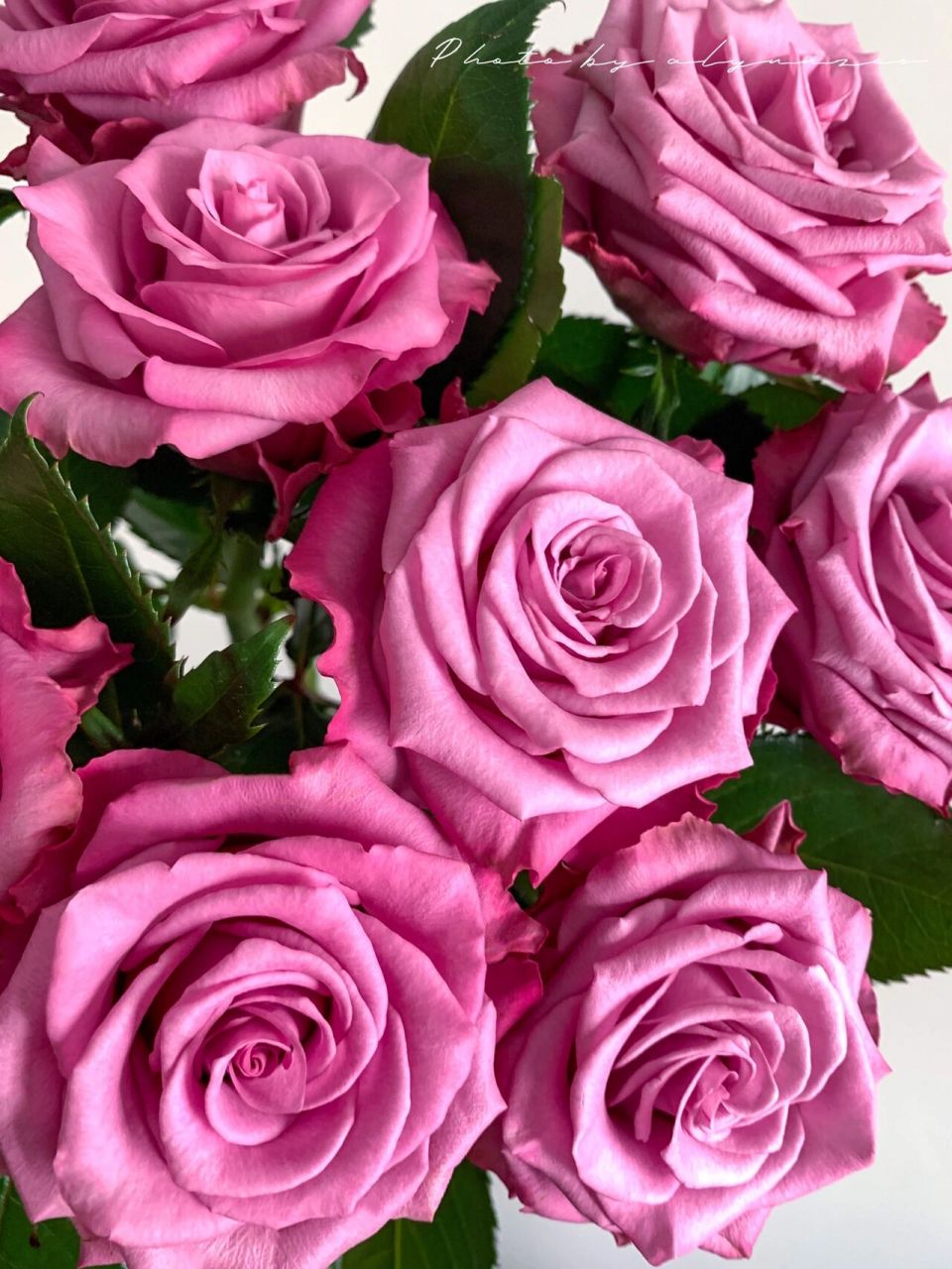 roses |嫣然玫瑰 一款纯紫色的玫瑰,花瓣厚实,收到花苞很小千万别嫌弃