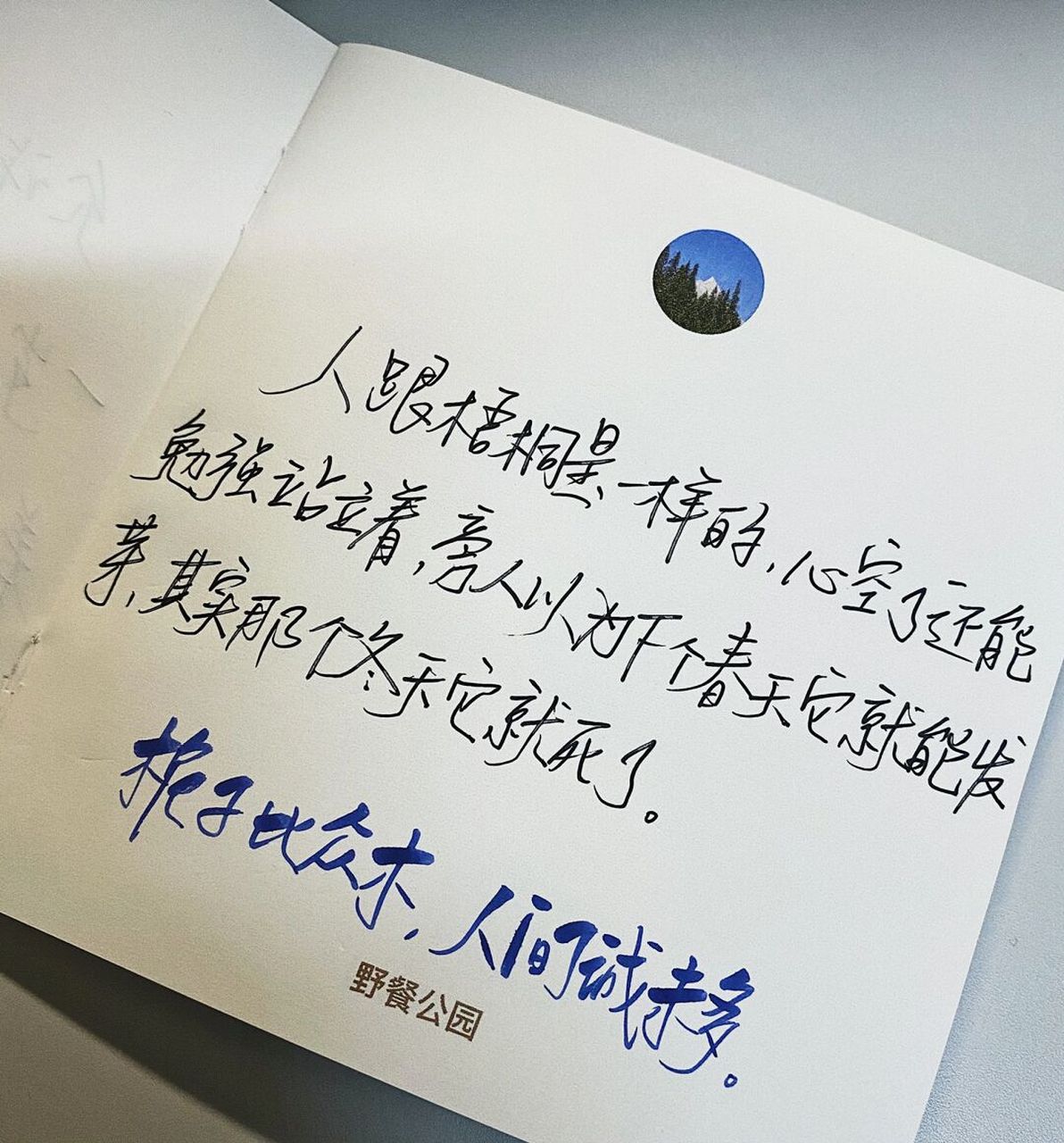 手写|"人跟梧桐是一样的 心空了还能立着" - 	 人跟梧桐是一样的,心空