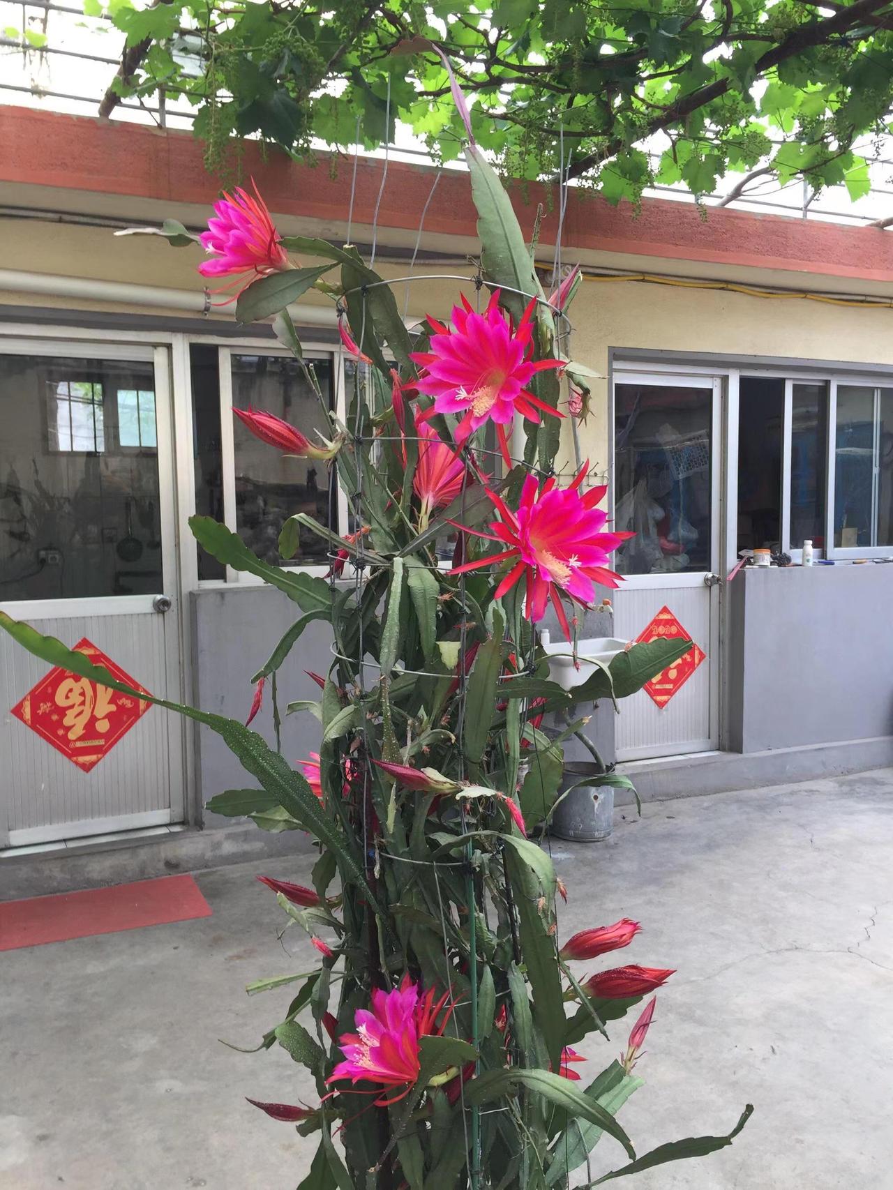 令箭荷花,是一种美丽而独特的植物