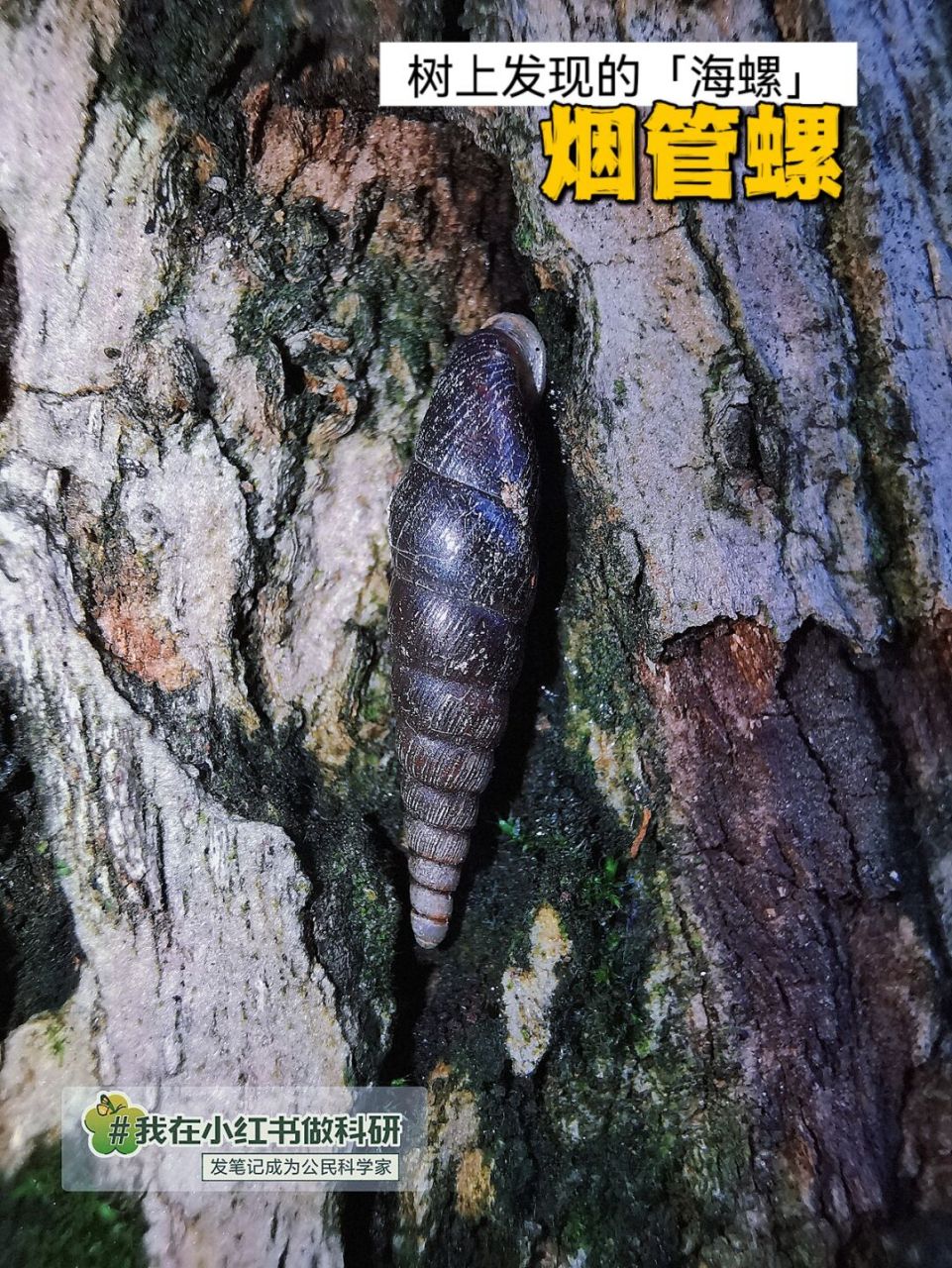 在树上看到的不是钉螺而是烟管螺 #我在小红书做科研 #城市生物图鉴