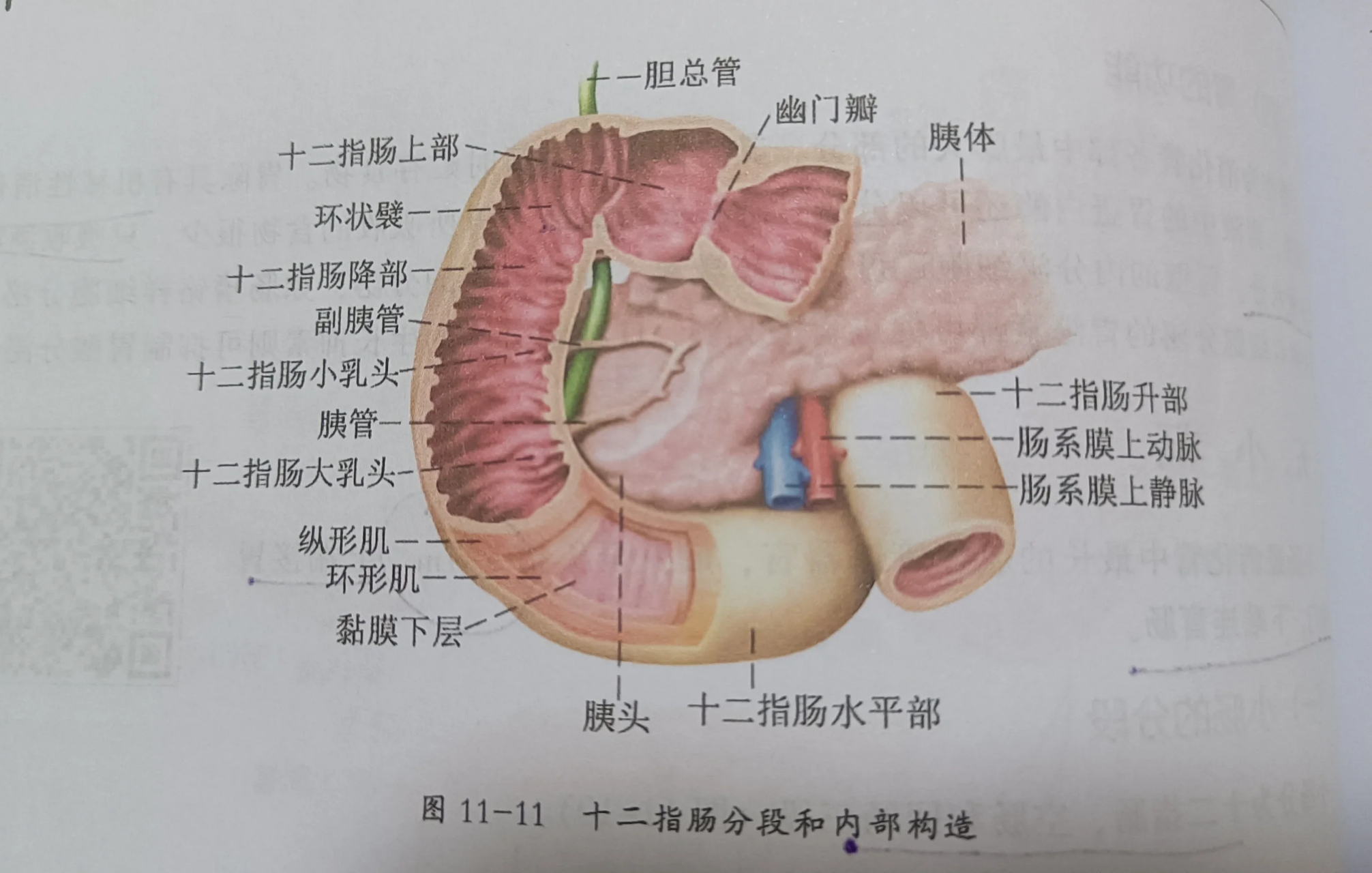 考研/运动康复/十二指肠球 为十二指肠上部靠近幽门的部分,腔大,壁薄