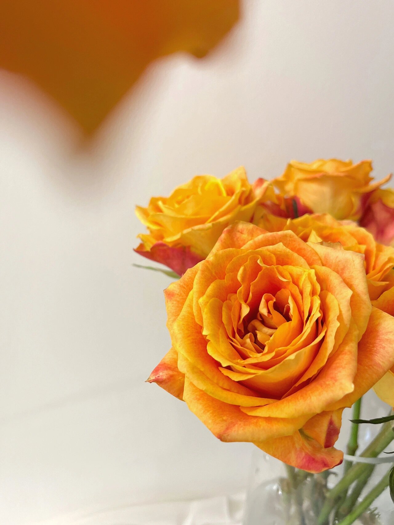 94鲜花中"爱马仕"欢乐颂玫瑰|附养护方法6015 94欢乐颂玫瑰