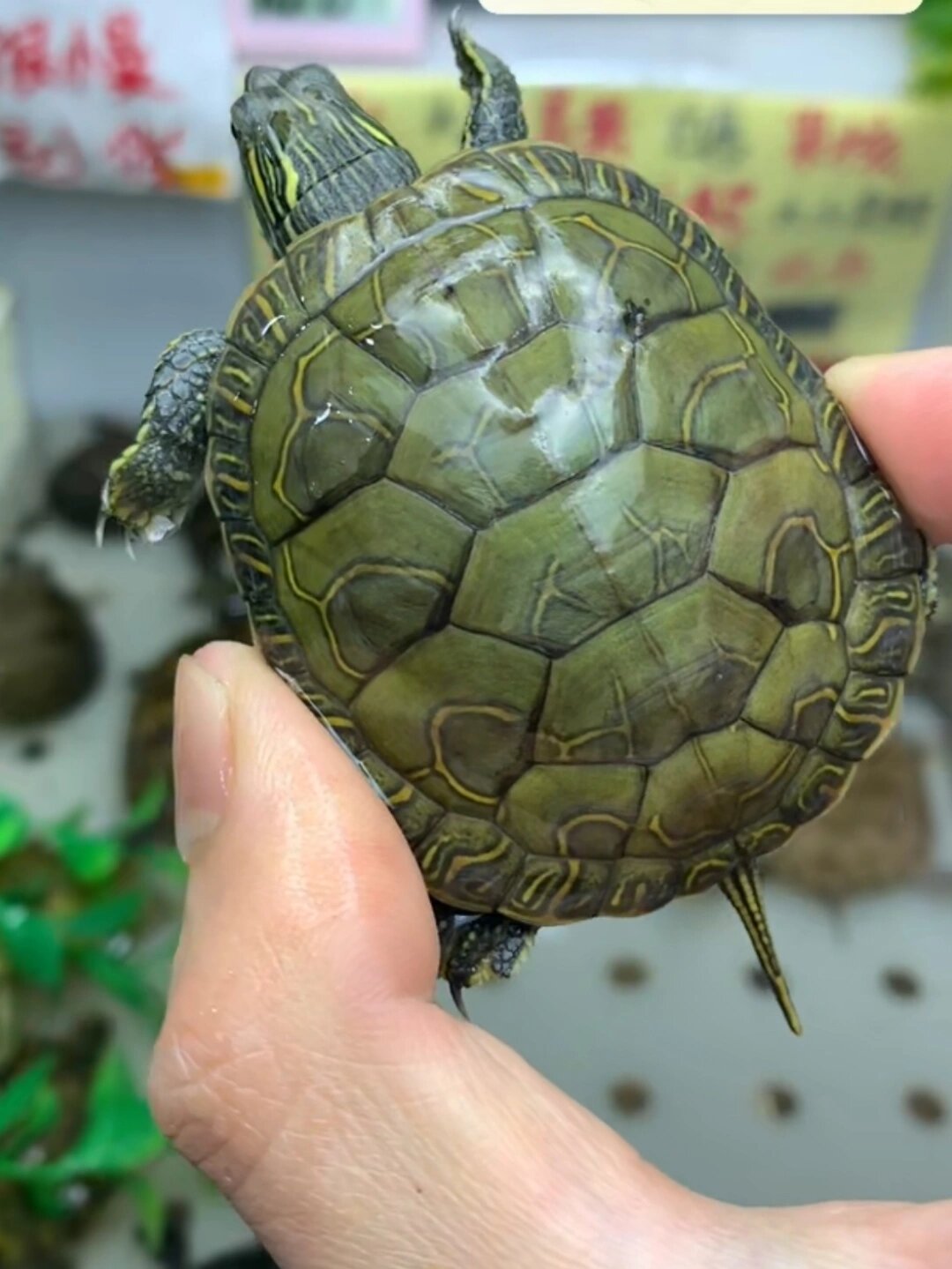 这是全西锦龟吗?