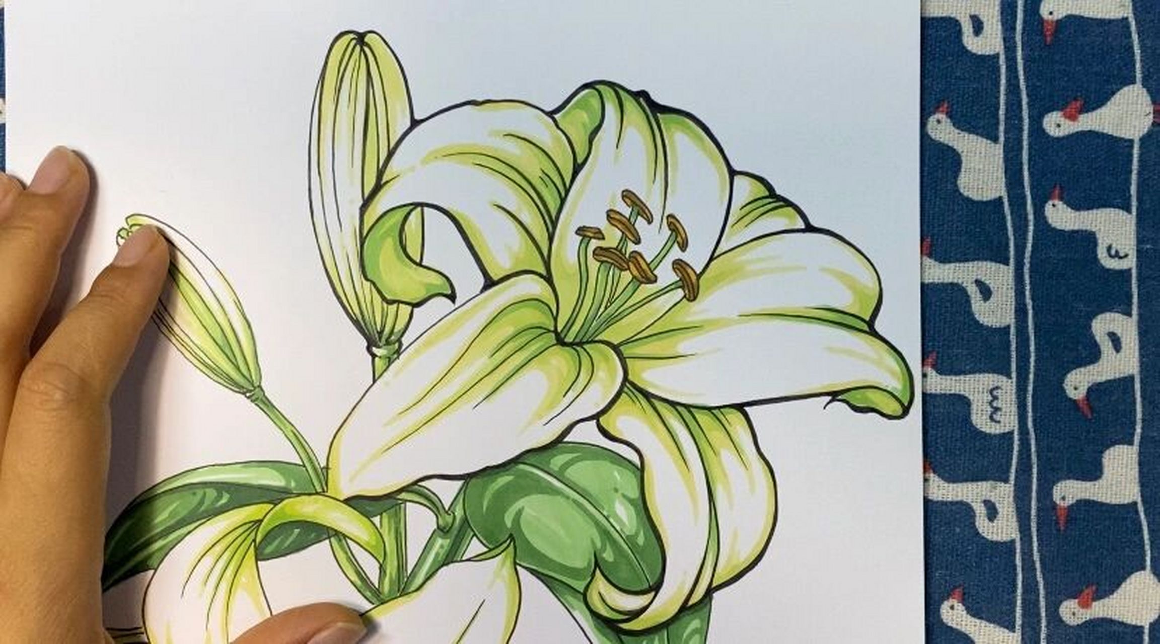 马克笔上色技法|花卉素材|百合花 线稿配色都在里面啦,我是不是想得很