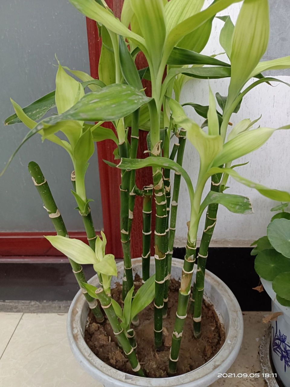 土培富贵竹,新叶子有点儿好看 准备水培的富贵竹,结果半死半活,试着插