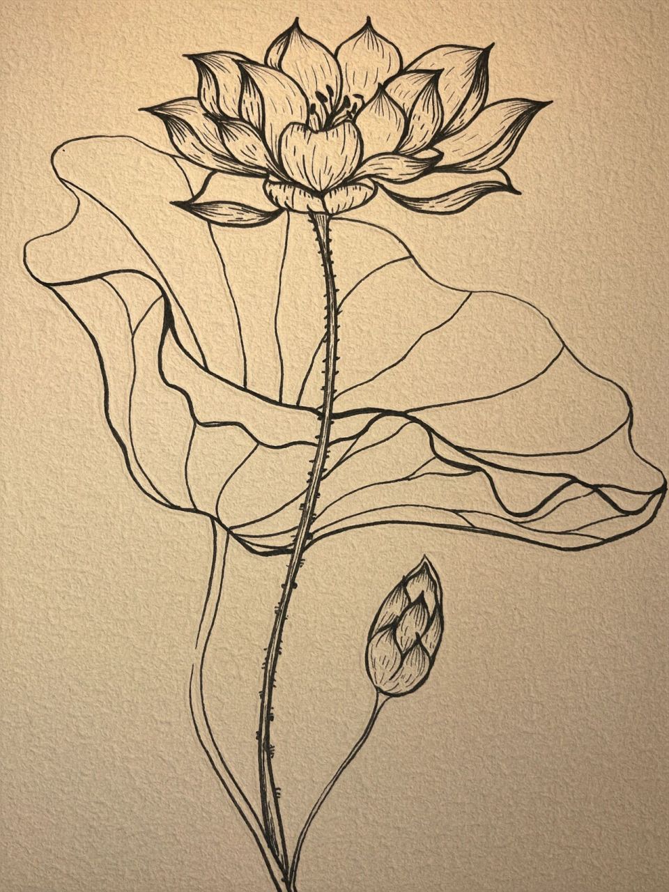 106 不用画线稿的简笔花卉🪷荷花来喽 前段时间有个小可爱让我画