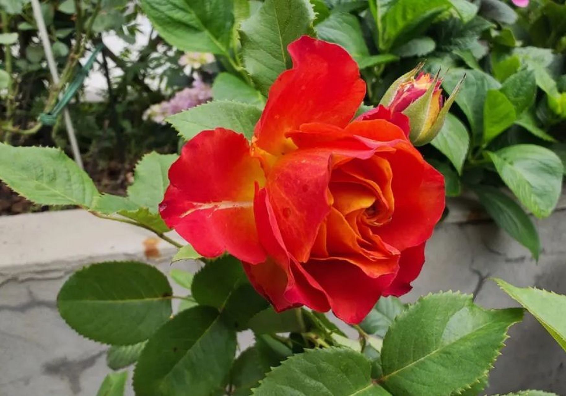 花色独特:火焰月季的颜色非常鲜艳,金黄色花瓣带有红色边缘,看起来