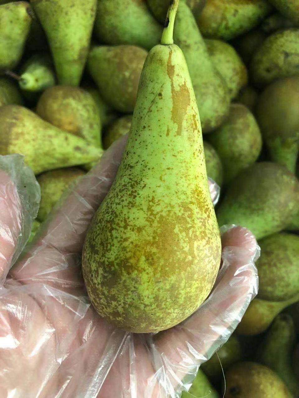 梨中贵族-青啤梨,推荐吃法吃软不吃硬 曾经在英国果蔬展拿过金奖的梨