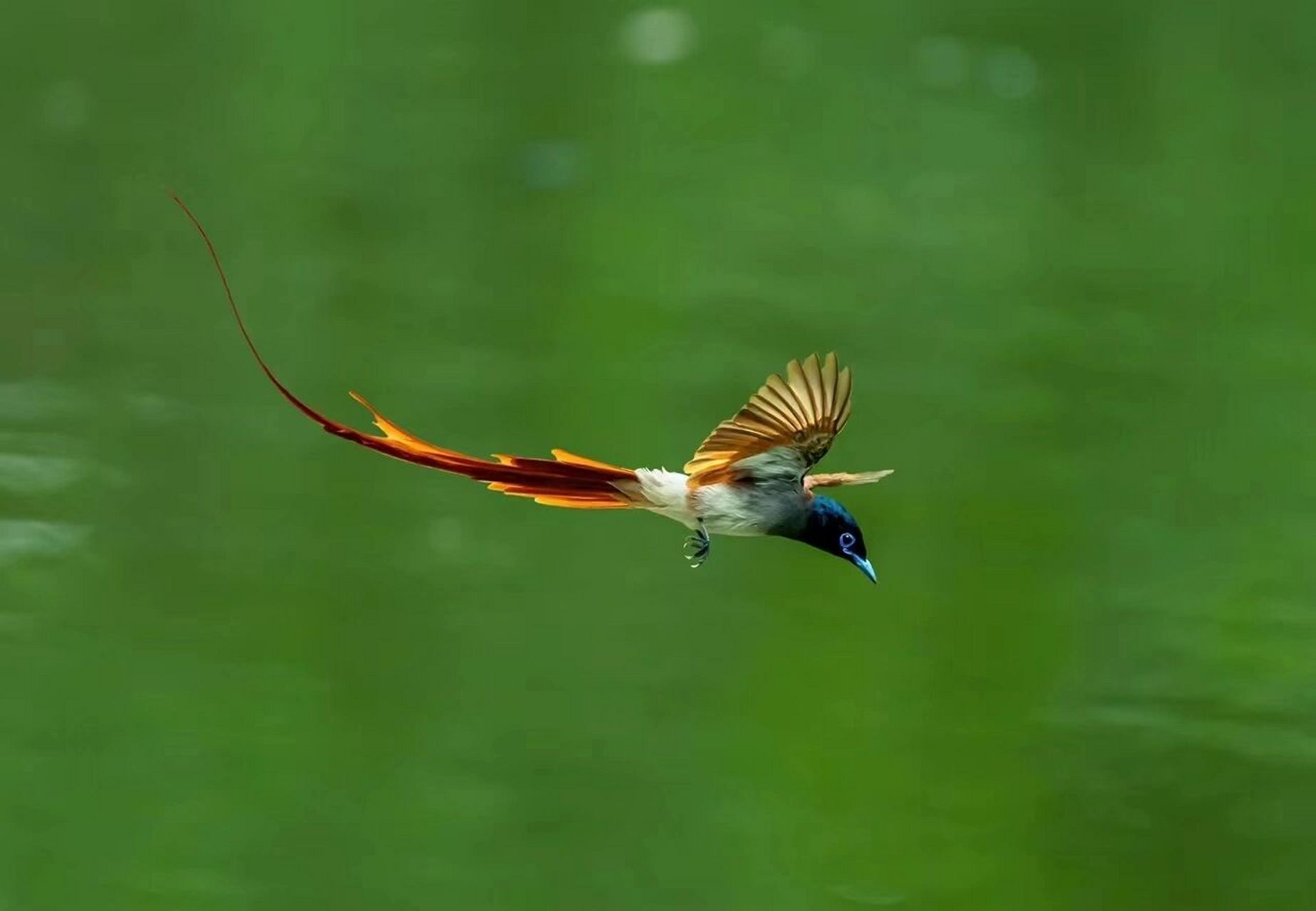 入伏第一天,分享美照 《红绶带鸟》摄于河南董寨