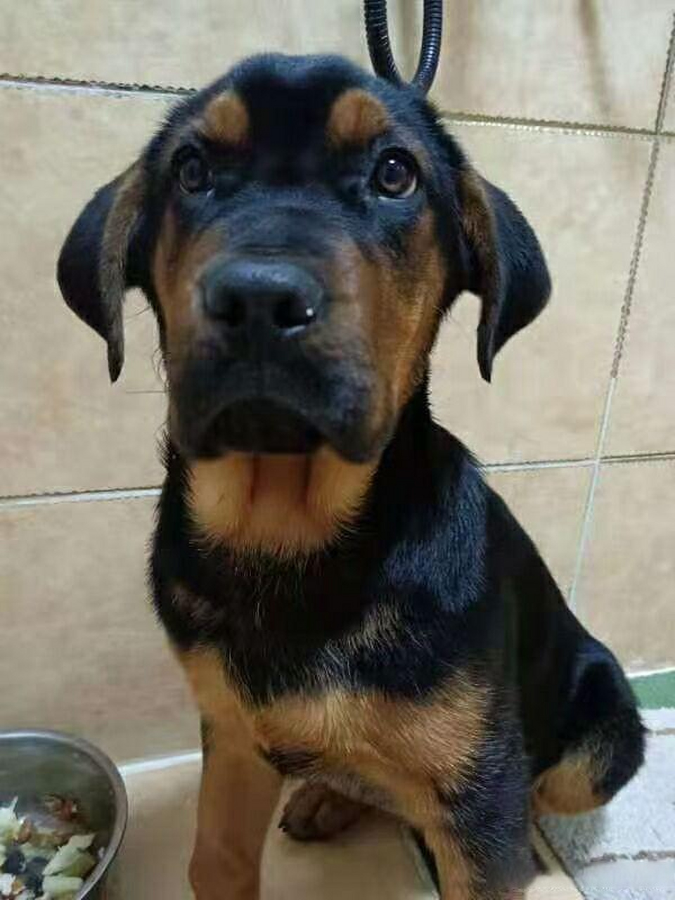 头条创作挑战赛粉丝花不到2000从网上买的纯种罗威纳,狗市有风险,代购