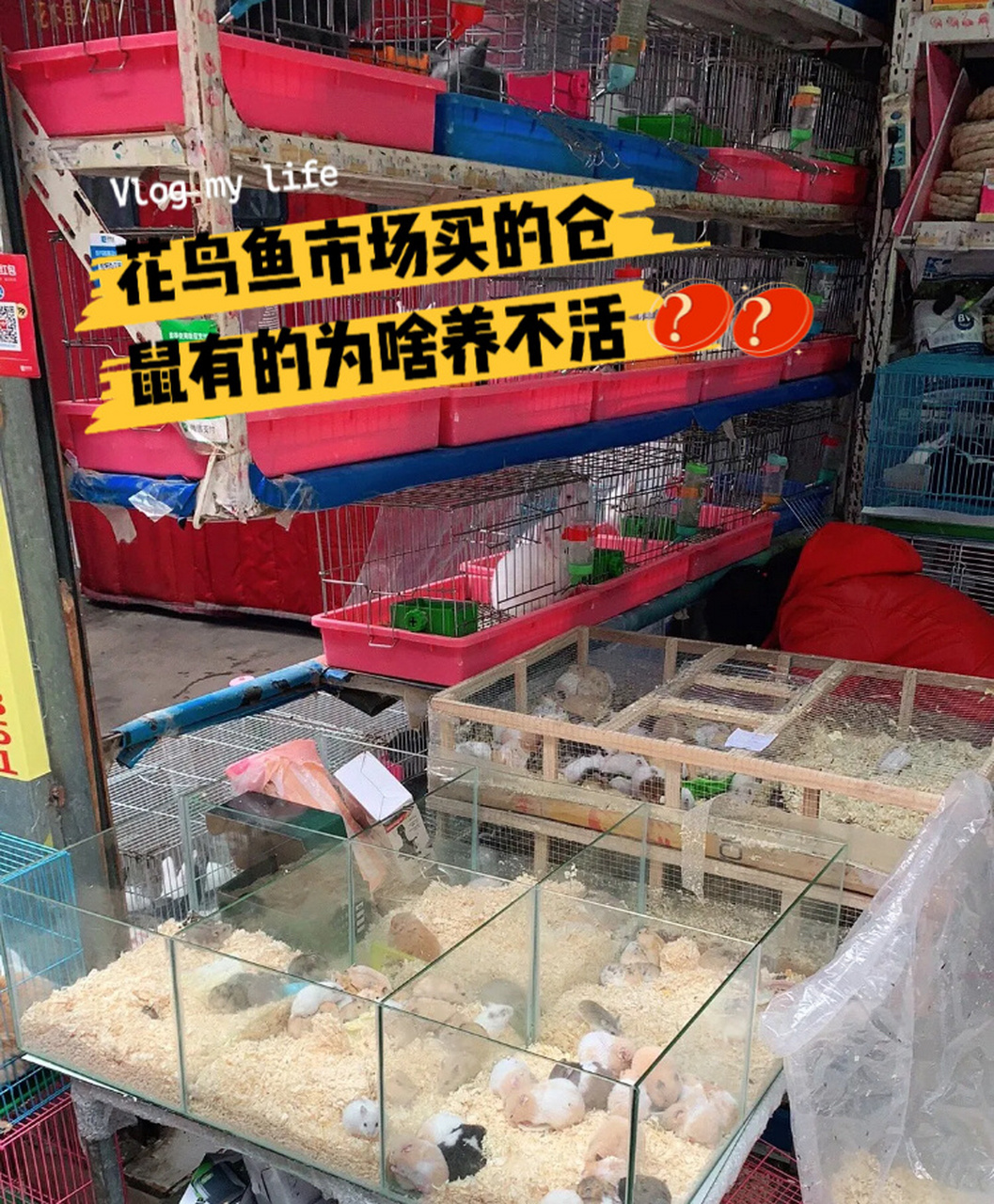 不活,万事皆有可能,但也有可能是侥幸,总之就是不推荐在花鸟鱼市购买!