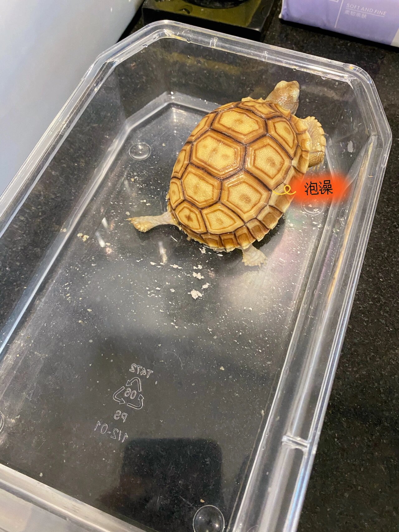 苏卡达98排酸 养98小白9799 卖家说2-3天要给98泡澡一次