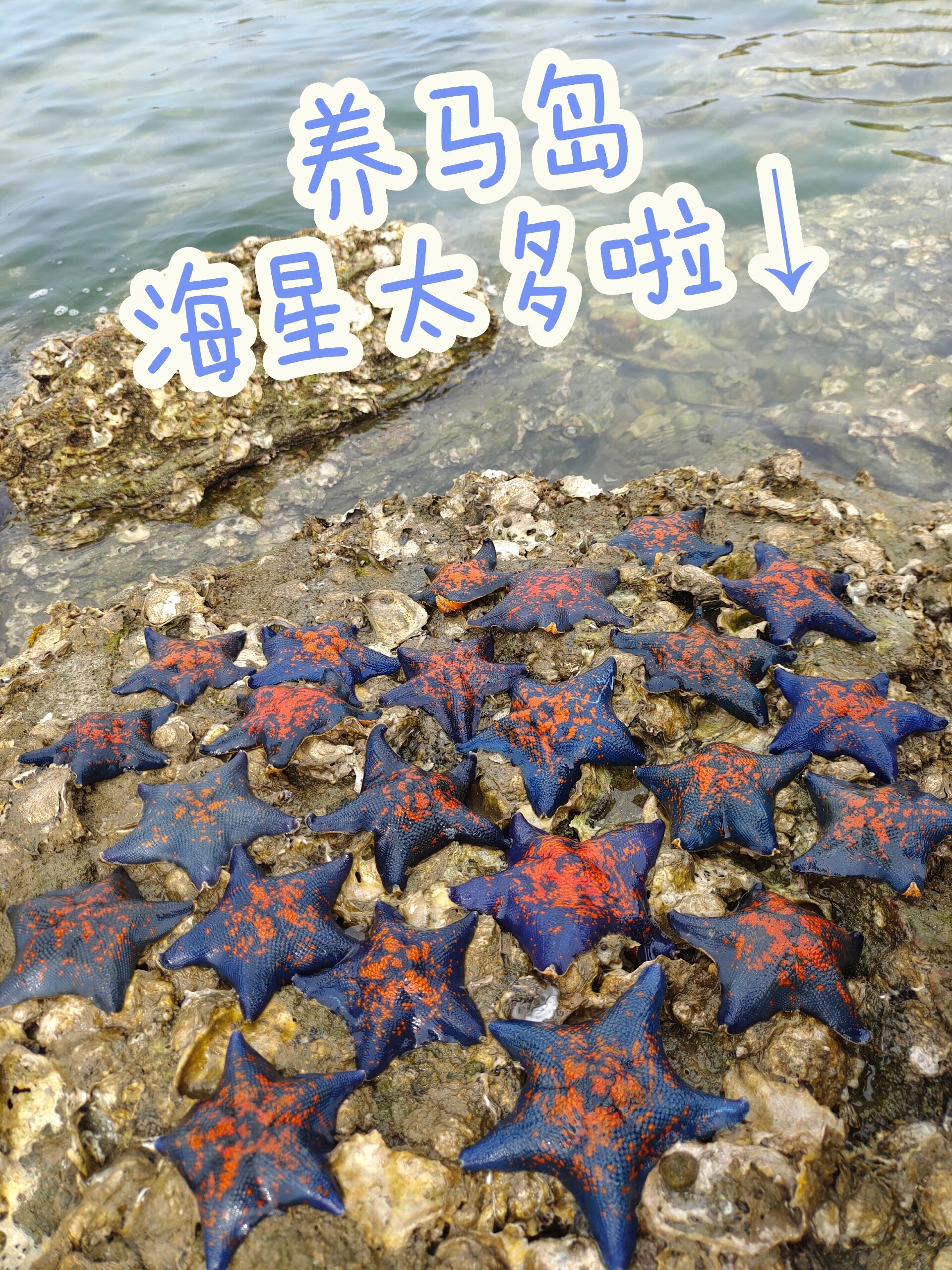 都打算放弃了 走到最深处发现一片海星,妈耶～ 捡起来一点感觉都没有