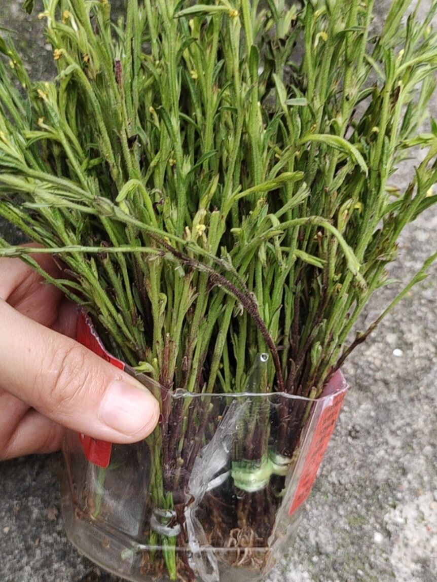 疳积草又名独脚金,金锁匙