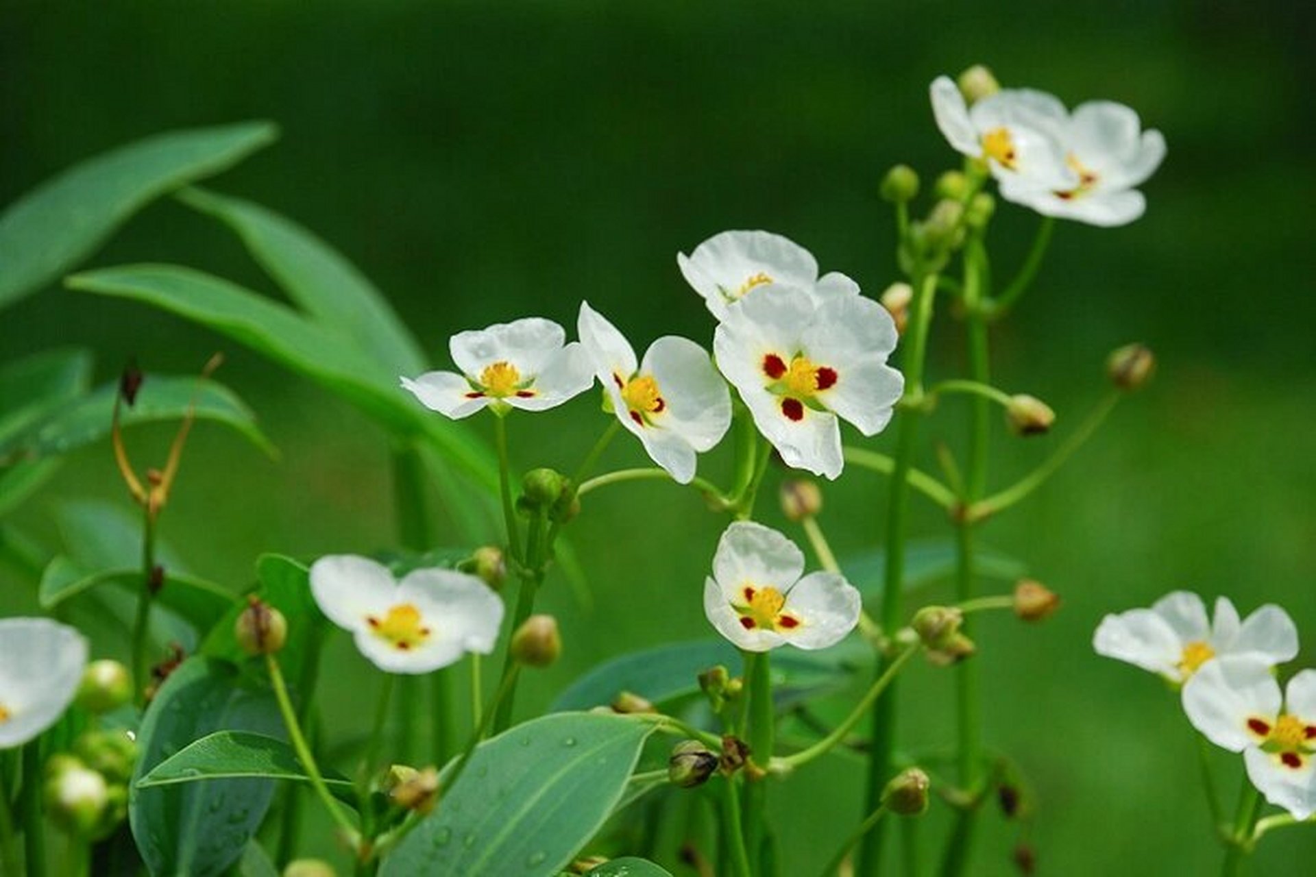 94慈姑 泽泻科,慈姑属 多年生水生或沼生草本.