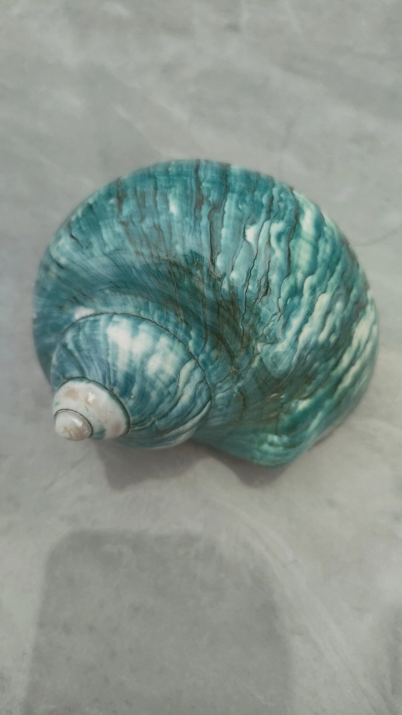 绿熔螺海螺 绿蝾螺,也被称为美丽蝾螺或绿牛眼螺,其学名为turbo