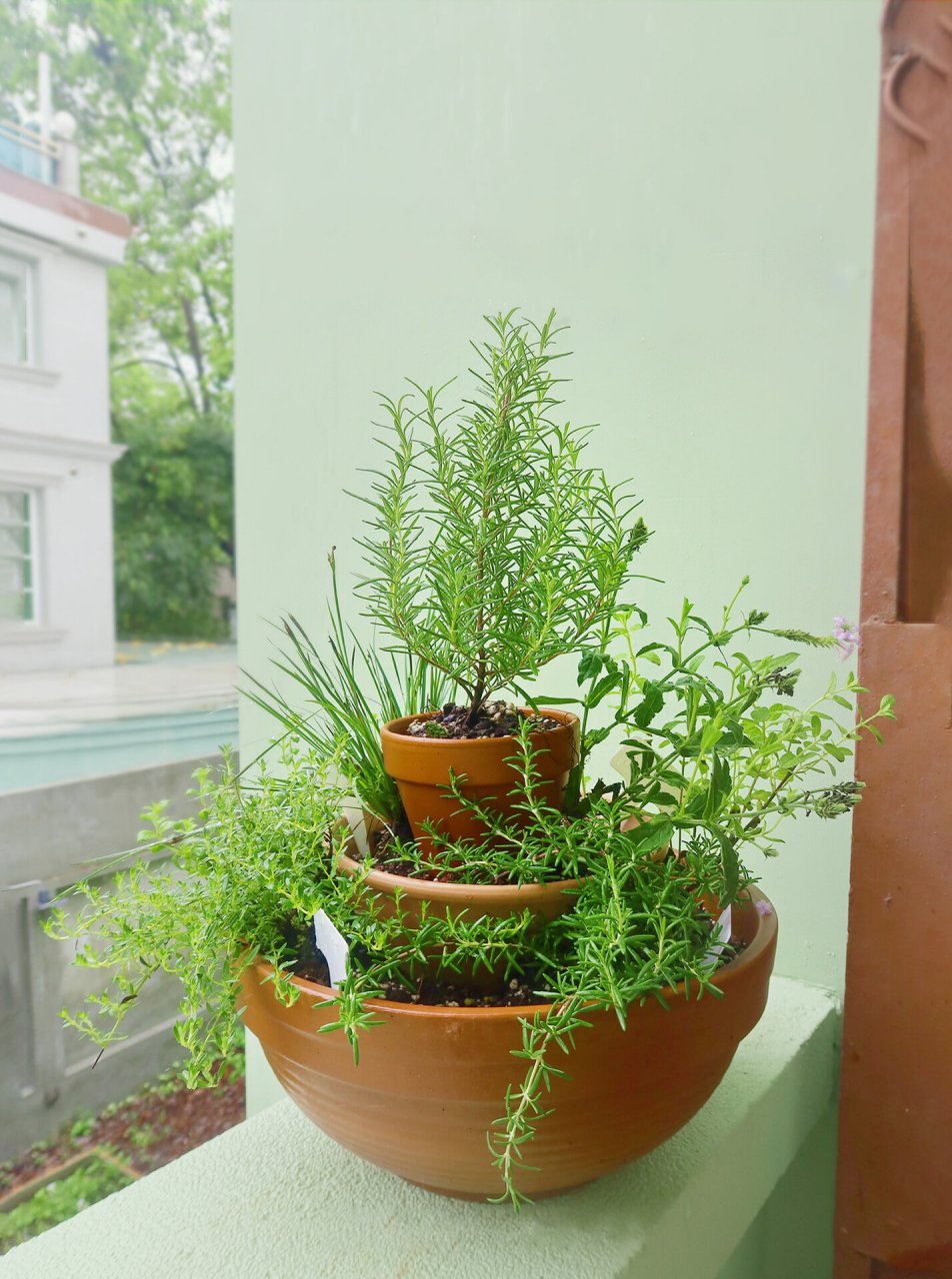 向大家分享的迷你香草盆栽,三层花盆,种类多样,这样每次都能吃