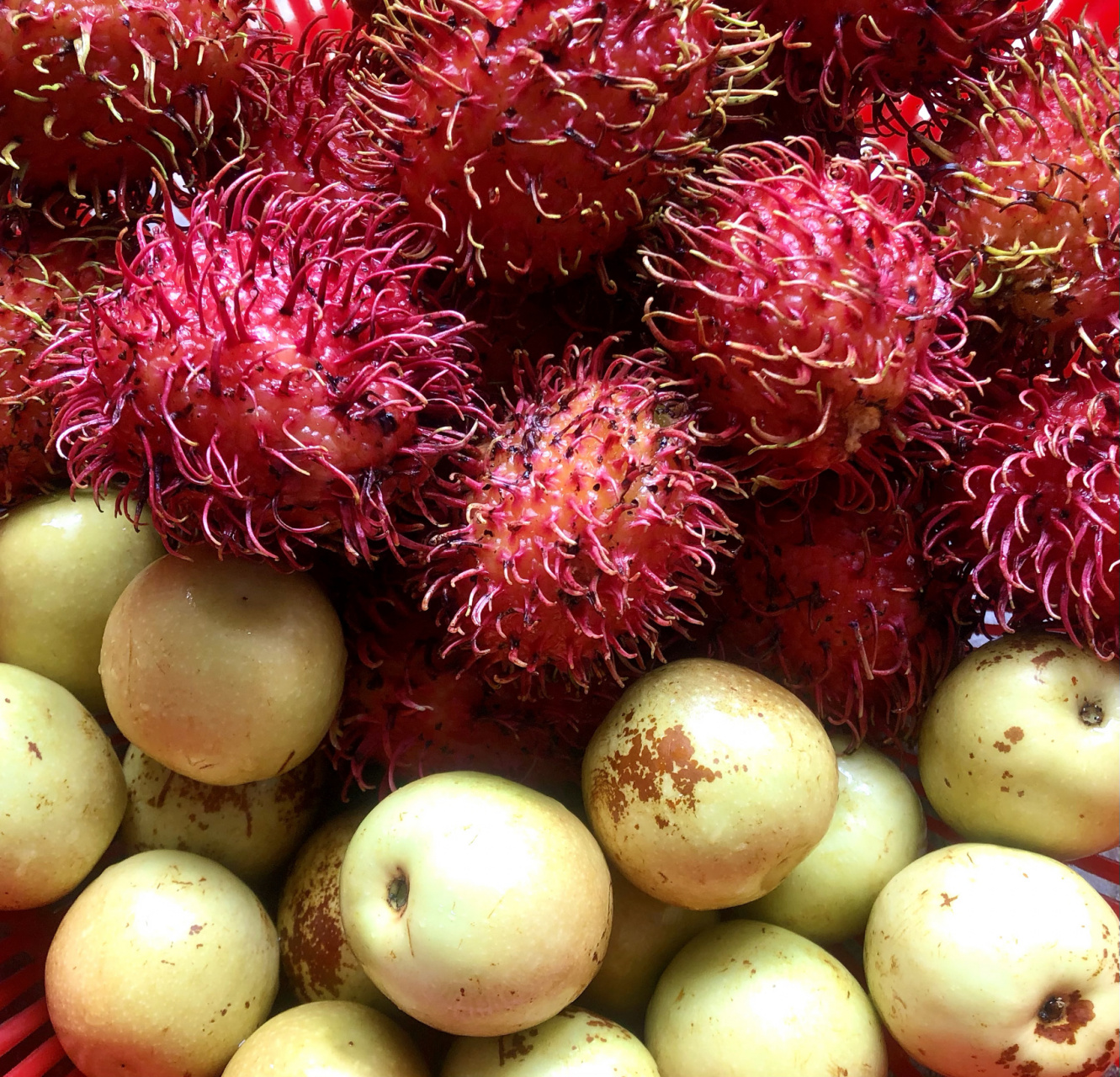 来科普毛球(红毛丹)的功效啦 这个果子酸酸甜甜的 水份也蛮多的 就是