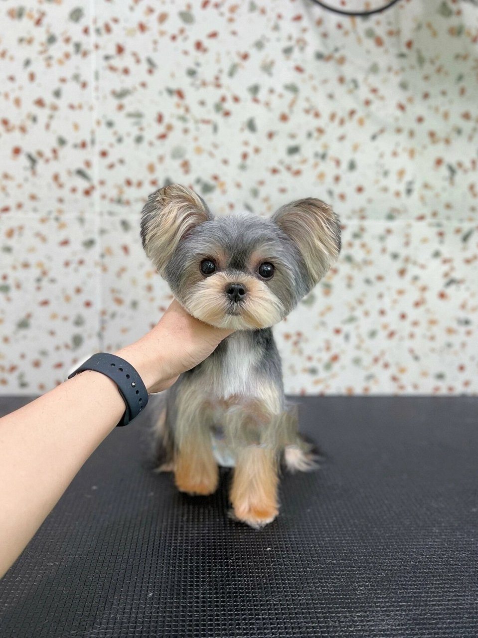 约克夏|解放双手的米奇头02 是不是每次扎完辫子都感觉手要废废的了