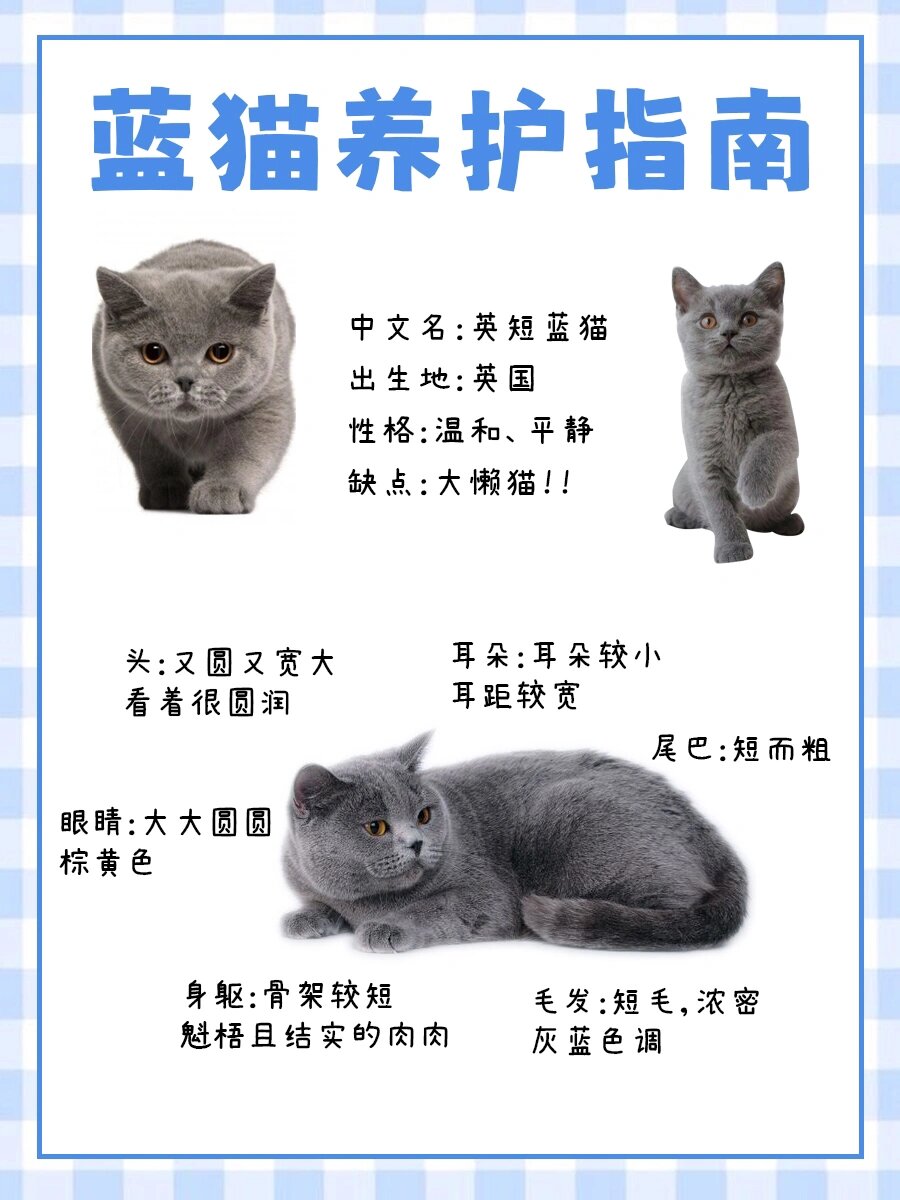 长毛蓝猫多少钱图片