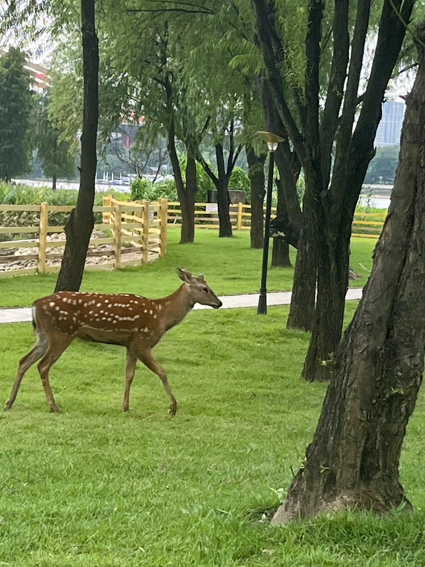 佛山仙鹿岛|小奈良|现实版小鹿斑比乐园04 从广州出发一小时地铁