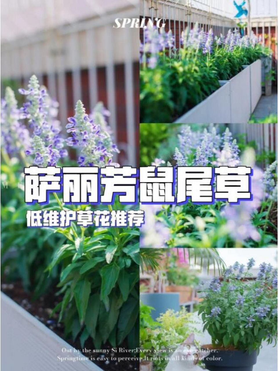 萨丽芳天蓝色超级鼠尾草是多年生草本 这个品种的鼠尾草花期主要集中