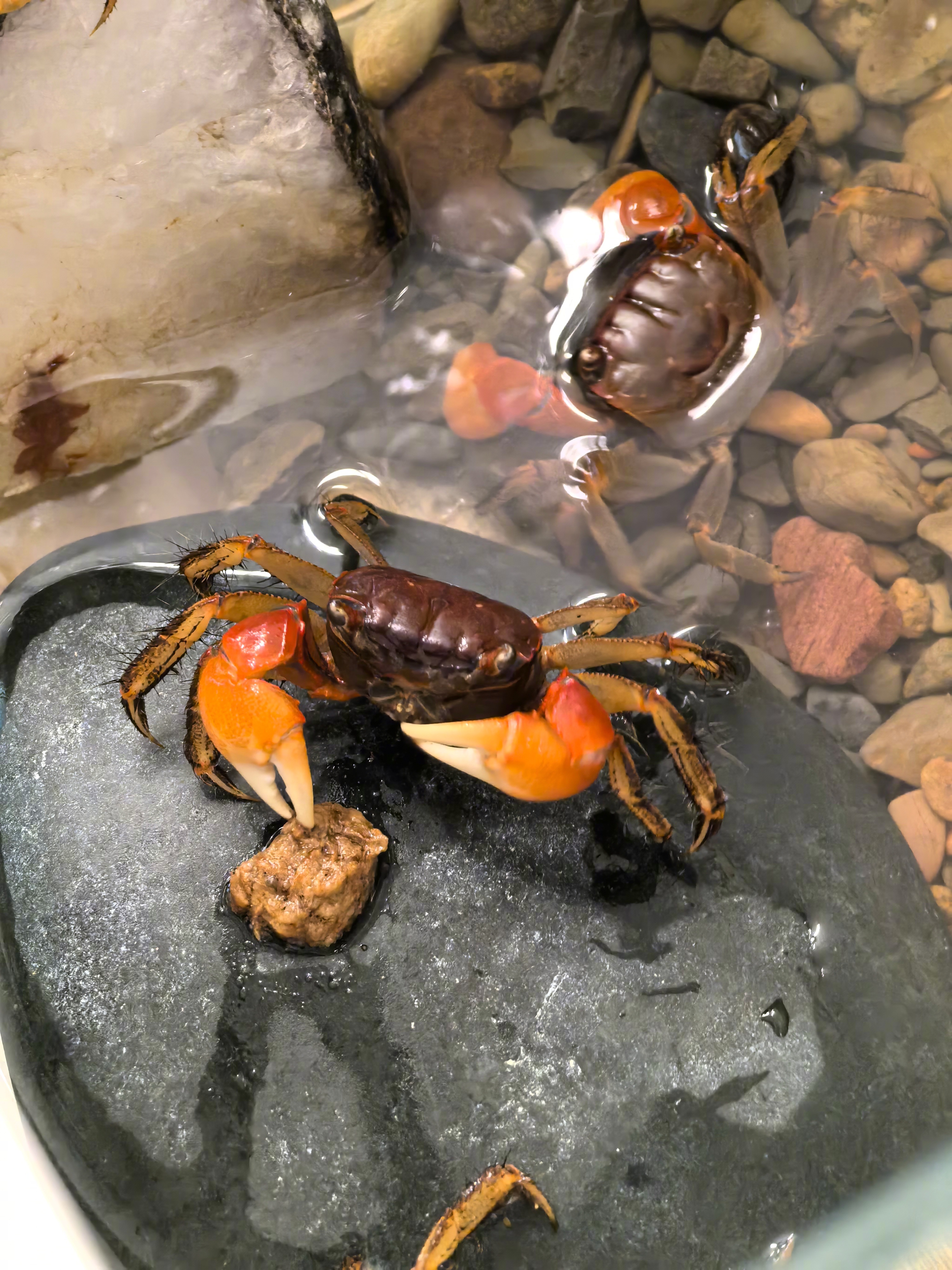 养活的小螃蟹西双版纳雨林基诺山水螃蟹家里养的小螃蟹小螃蟹图片真实