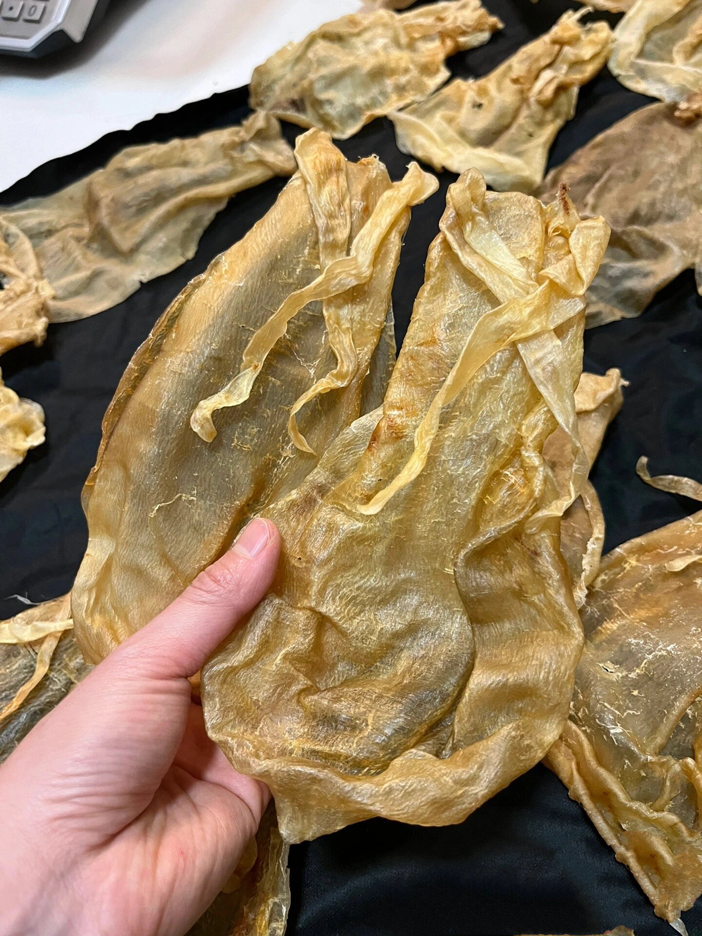 10头12头小金钱鱼胶,金钱须胶,北海金钱须