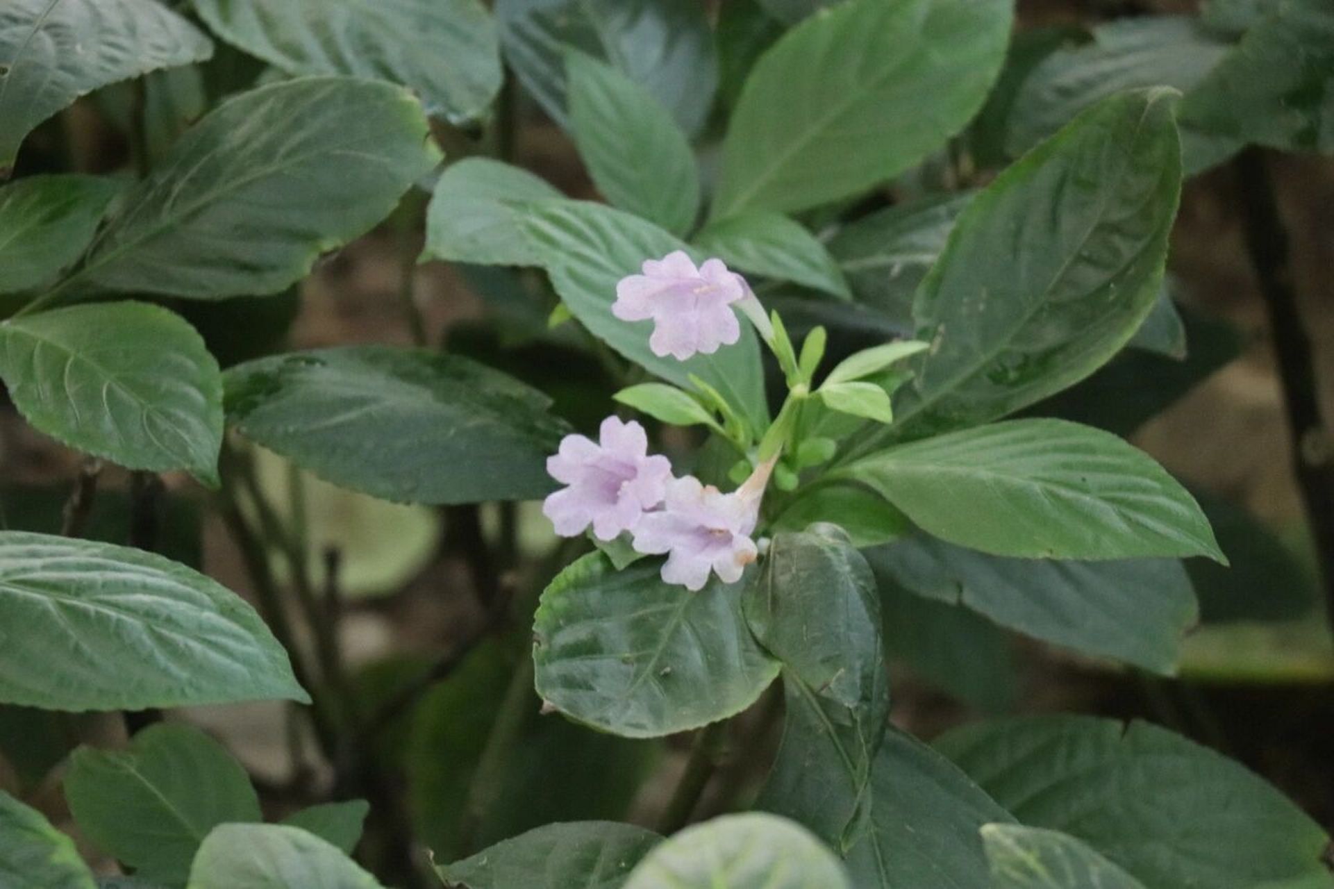 马蓝 板蓝根分为北板蓝根和南板蓝根,北板蓝根来源为十字花科植物菘蓝