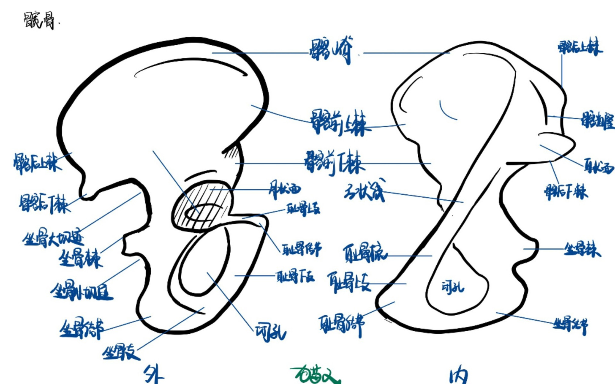 人体解剖学手绘|一天一图之桡骨手骨髋骨