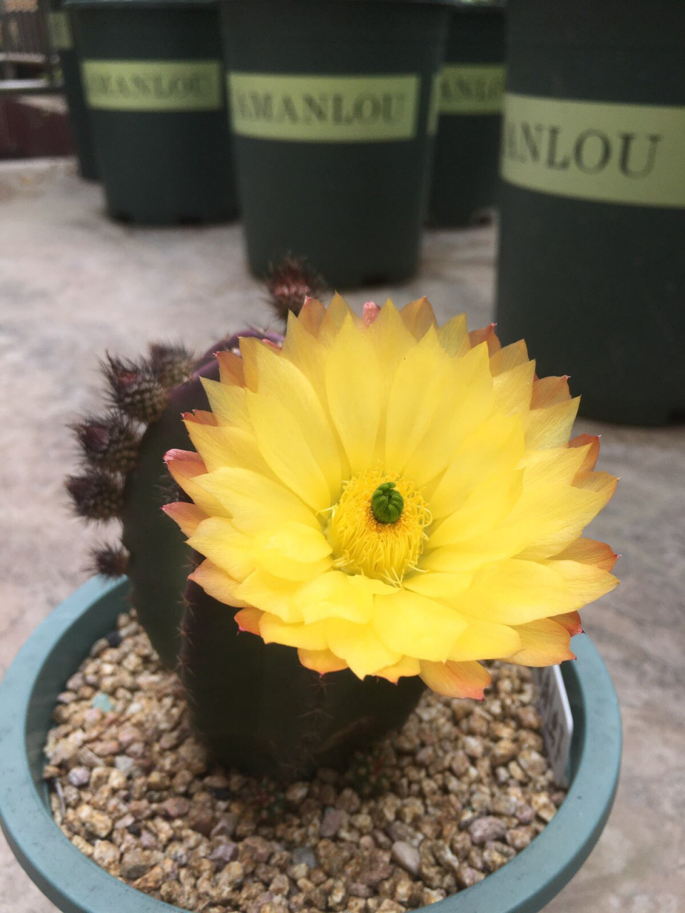 仙人球开花 微刺虾 微刺虾 折墨虾和无名虾这三个品种是19年买的忻珑