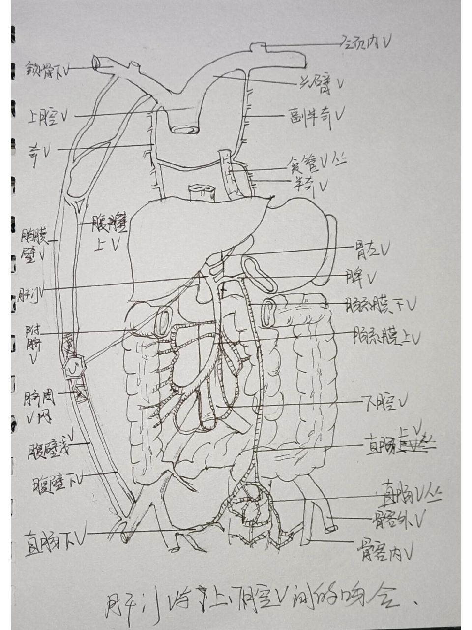 肝静脉和门静脉的图解图片