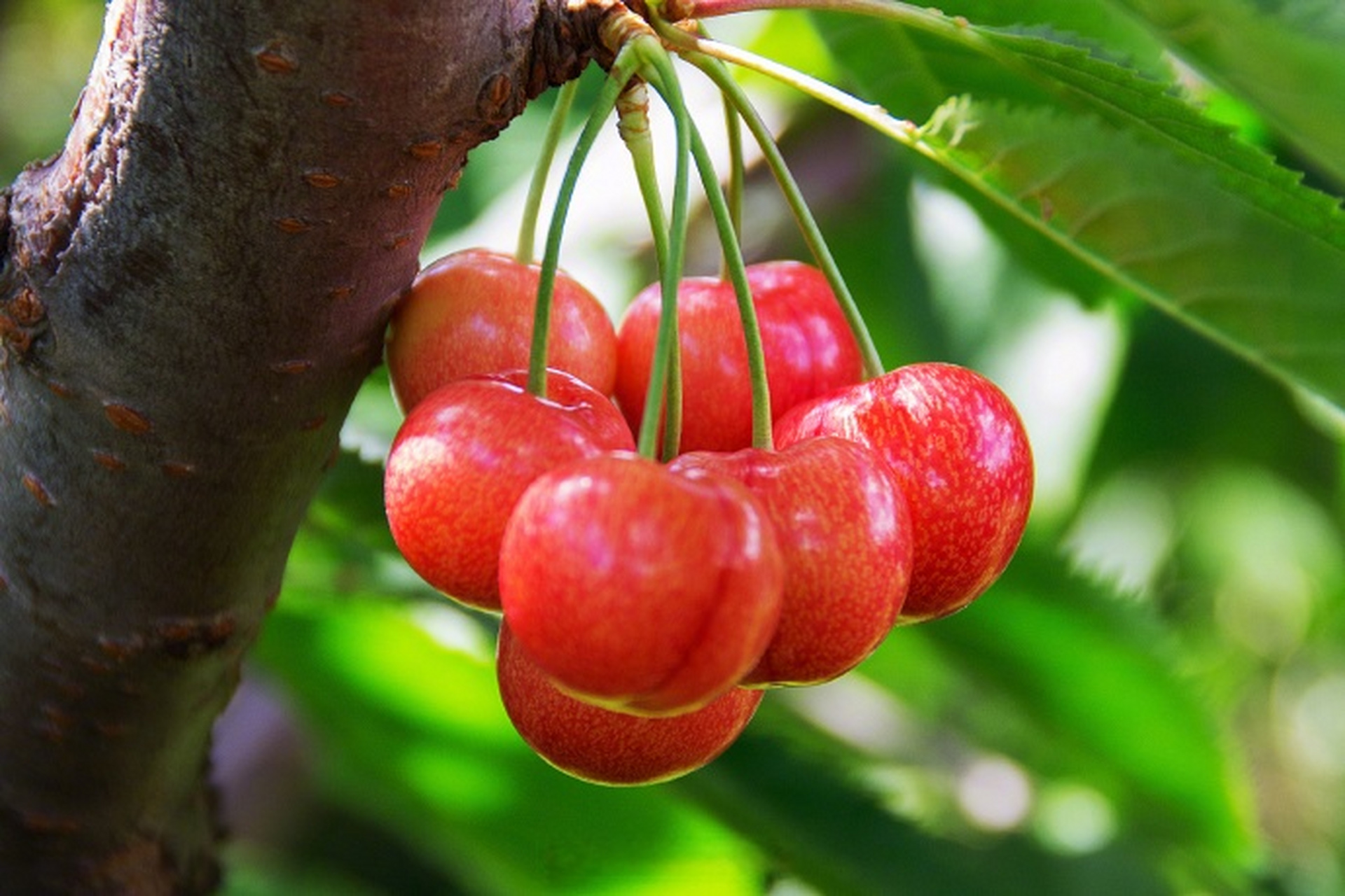 "四川最早樱桃"上市】眼下,樱桃(四川人又叫"恩桃儿")又将迎来成熟的