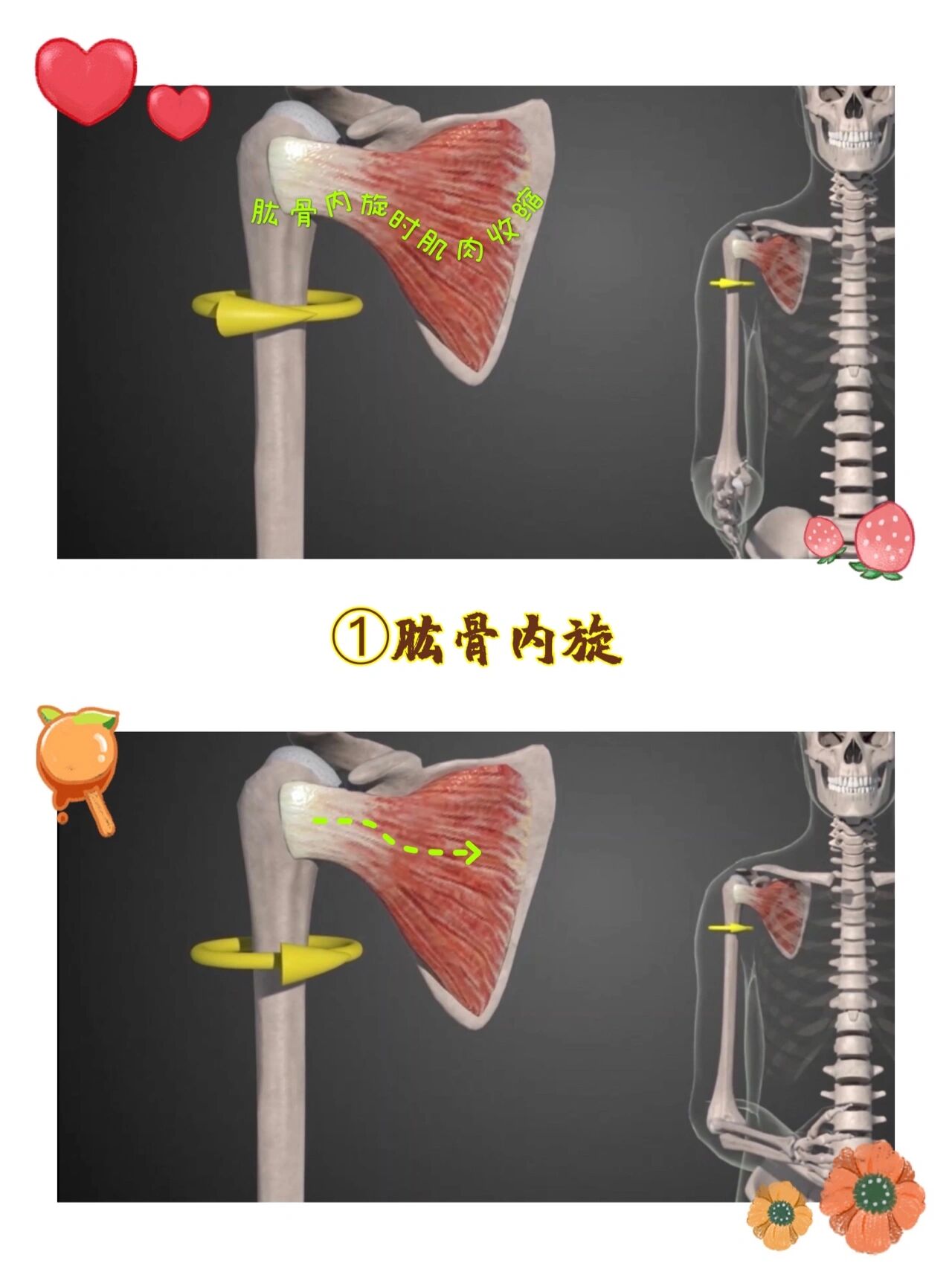 肩胛下肌 82:肩胛下肌 起点:肩胛下窝 止点:肱骨小结节 功能:使肩