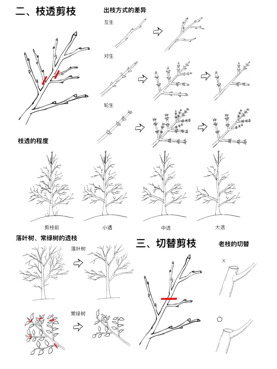 促使树木生长的剪枝(三)  二,枝透剪枝 在树枝长