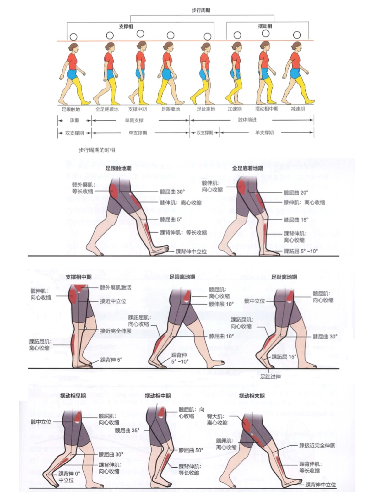 步态分析图解图片