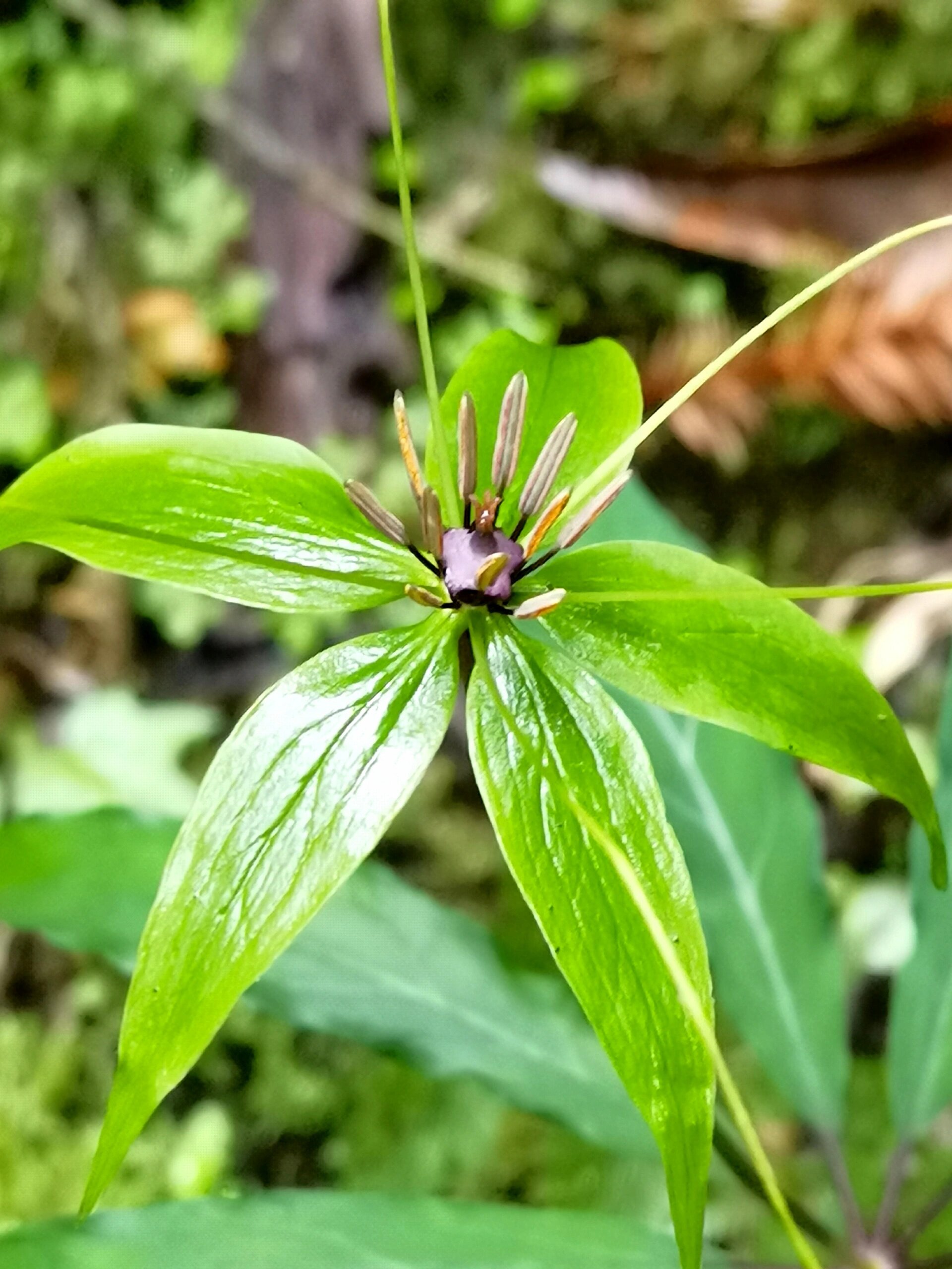 狭叶重楼|造型很自由,生就一副仙草姿态